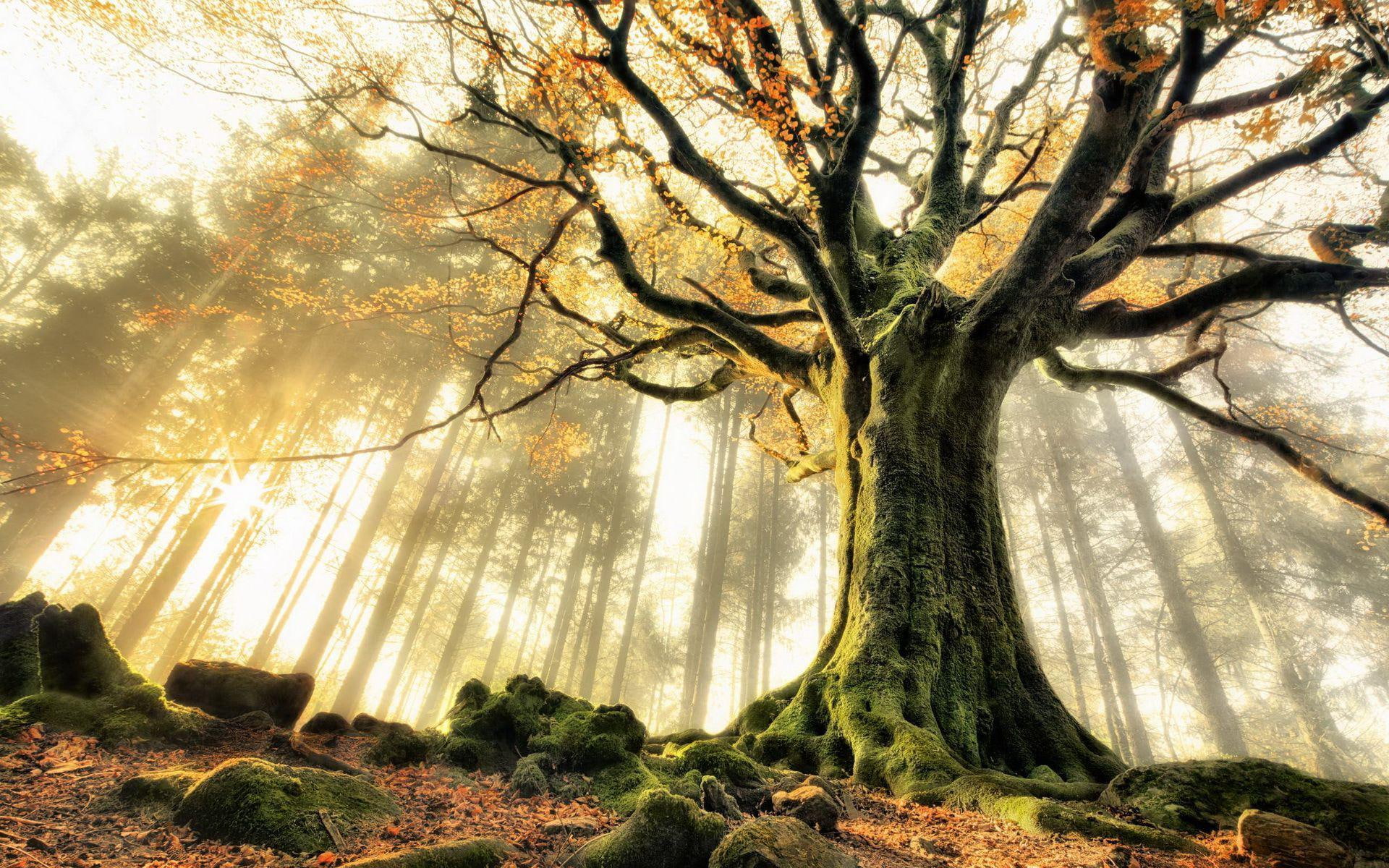 branch, rock, mossy, illustration, bare, 1920x1200, moss, sunlight, nature, 1080P, tree, HD Wallpaper