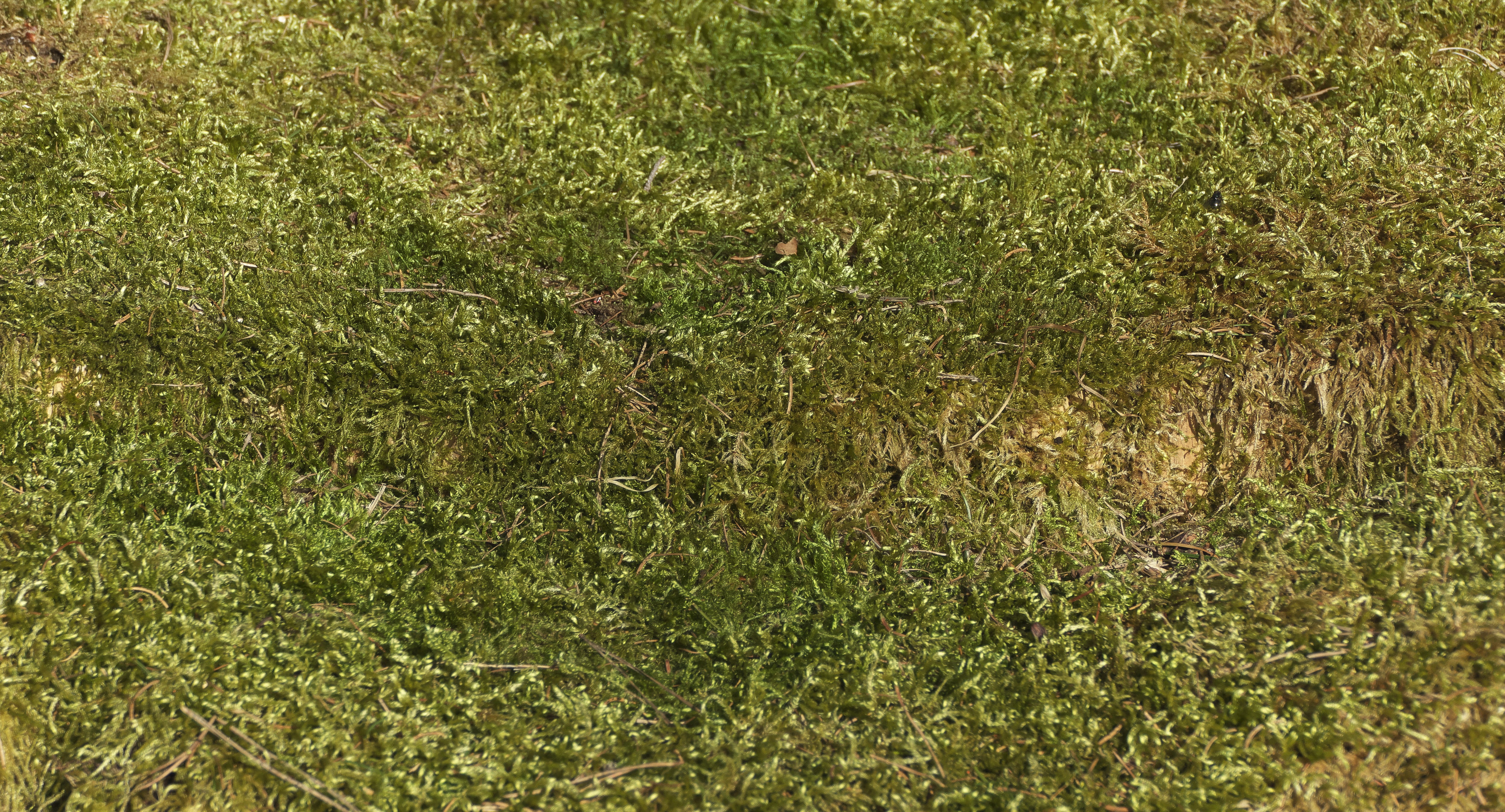 mossy, no people, dry, plant, nature, high angle view, pattern, texture, geometric, field, growth, tranquil scene, tranquility, small plant, structure, HD Wallpaper