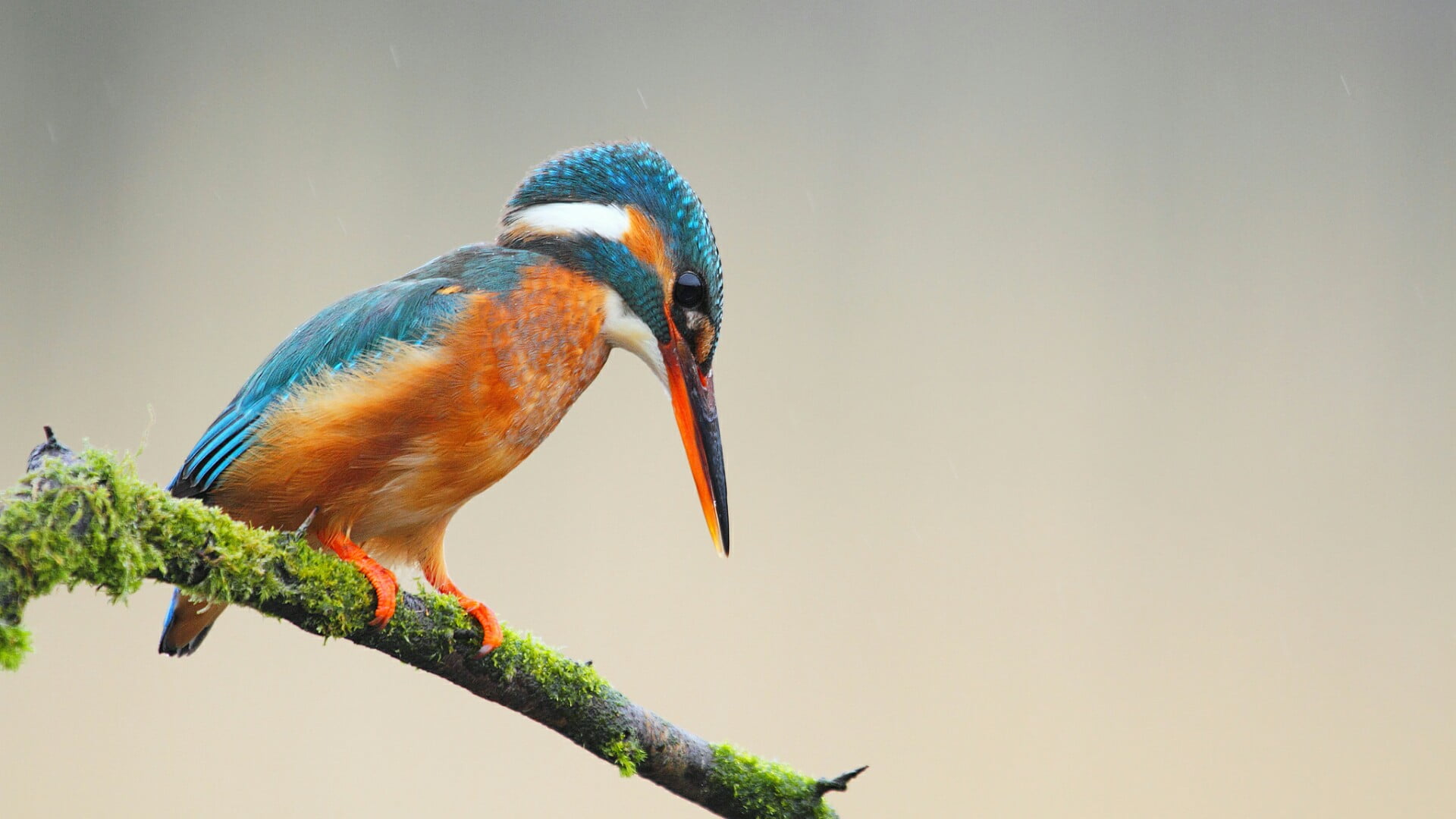 close up, kingfisher, animal, common kingfisher, beak, orange color, no people, animals in the wild, copy space, 1080P, day, animal wildlife, plant, twig, HD Wallpaper