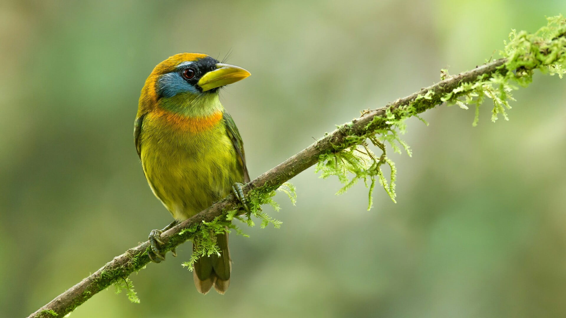 no people, focus on foreground, yellow, rainforest, branch, eubucco bourcierii, green color, animals in the wild, animal, bird, one animal, little bird, HD Wallpaper