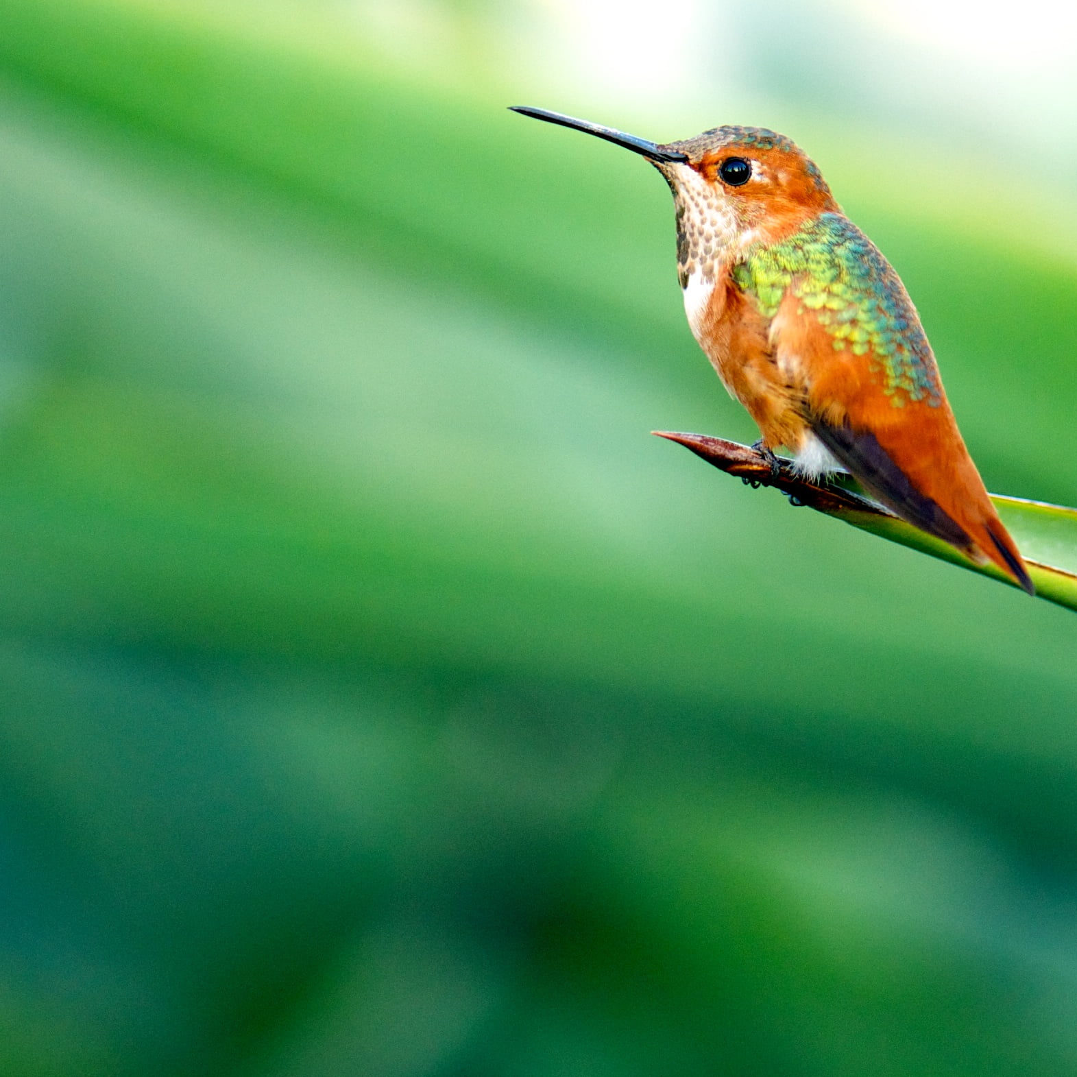 colibrí, 새, green leaf, vr, bird, orange, animal, nikon  nikkor, birds, micro, park, nature, nectarivore, on top, gardens, d700, 720P, Hummer, Nature Photography, Phone HD Wallpaper