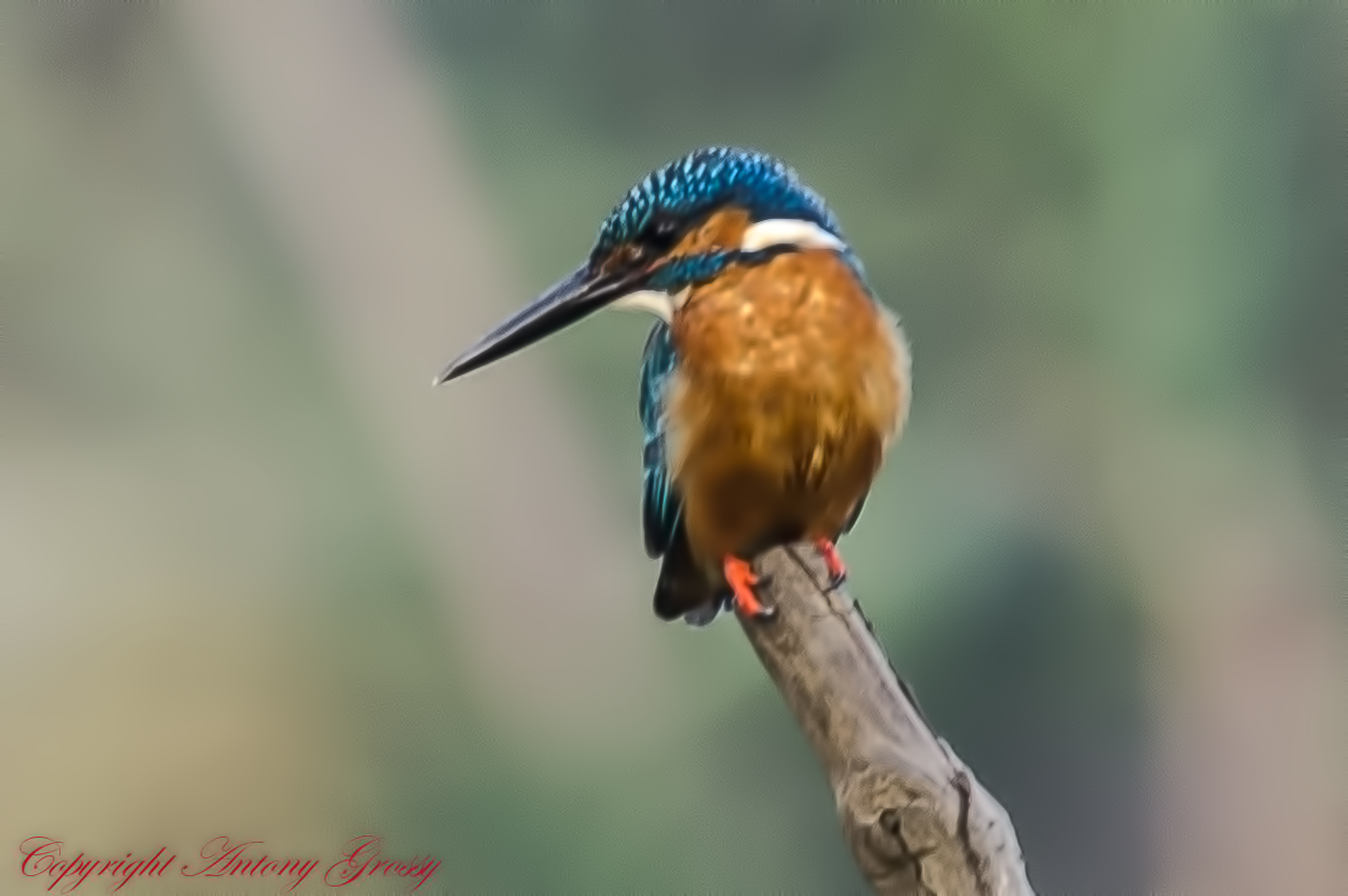 Tropical, blue, wild  life, King  Fisher, branch, macro photography, macro, bright  blue, nature, beak, tree branch, bird, brown, wildlife, plumage, Alcedo  Atthis, HD Wallpaper