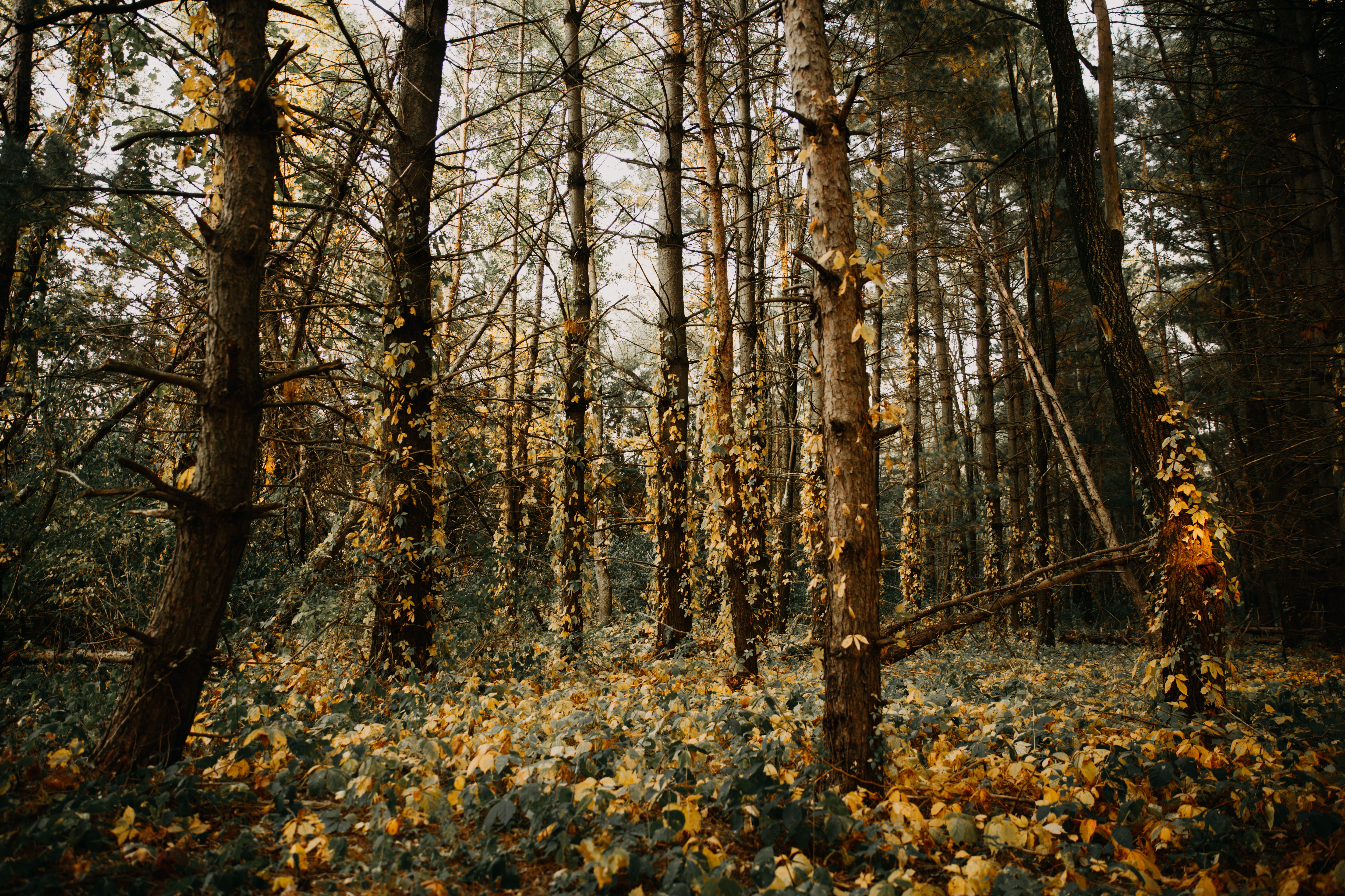scenics - nature, brown, 5K, change, lost, land, beauty in nature, big woods lake, woodland, travel, day, outdoors, autumn, no people, tranquil scene, HD Wallpaper