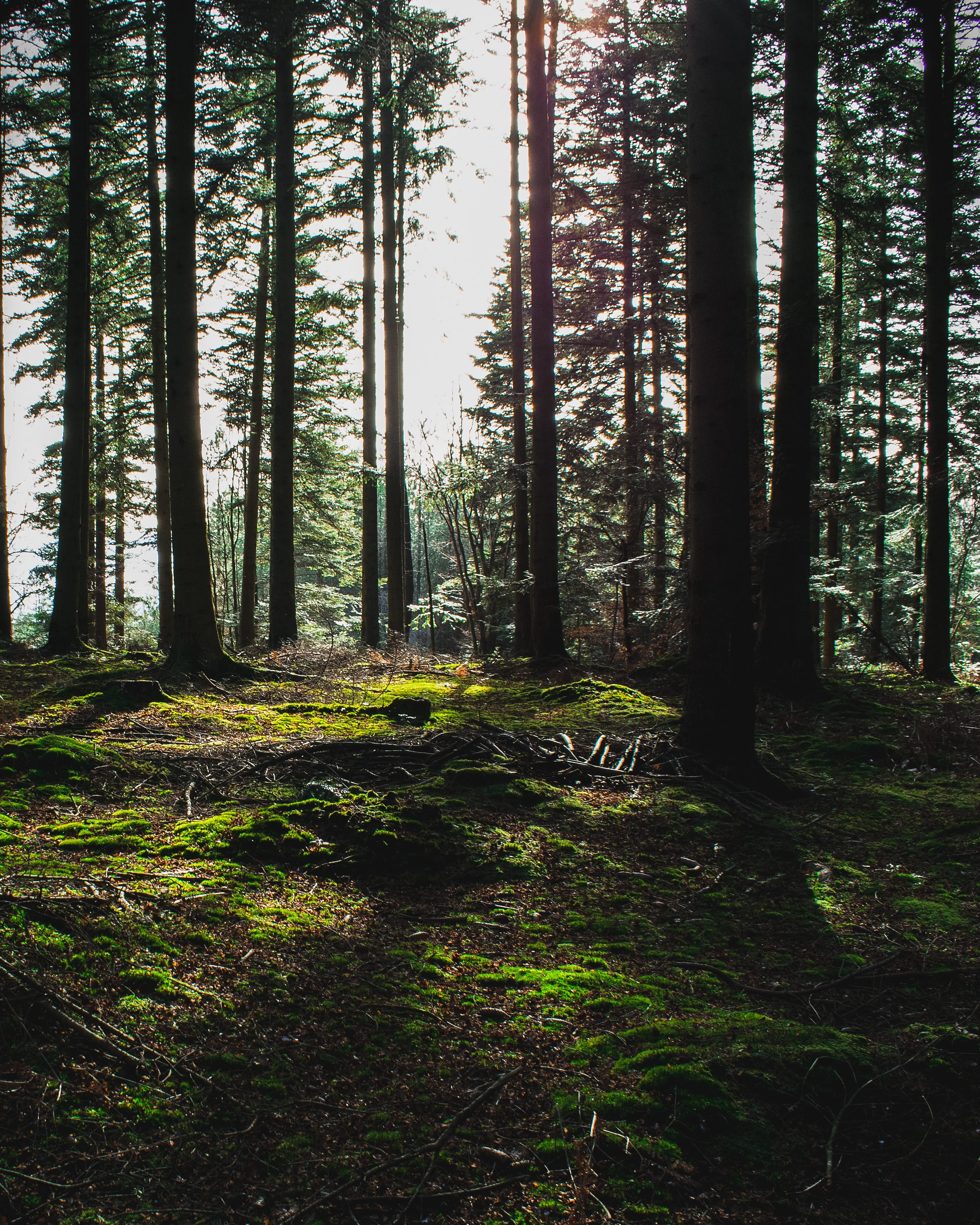trees, woods, tranquil scene, sunny, outdoors, non-urban scene, 2K, scenics - nature, forest, tranquility, land, beauty in nature, idyllic, trail, green color, Phone HD Wallpaper