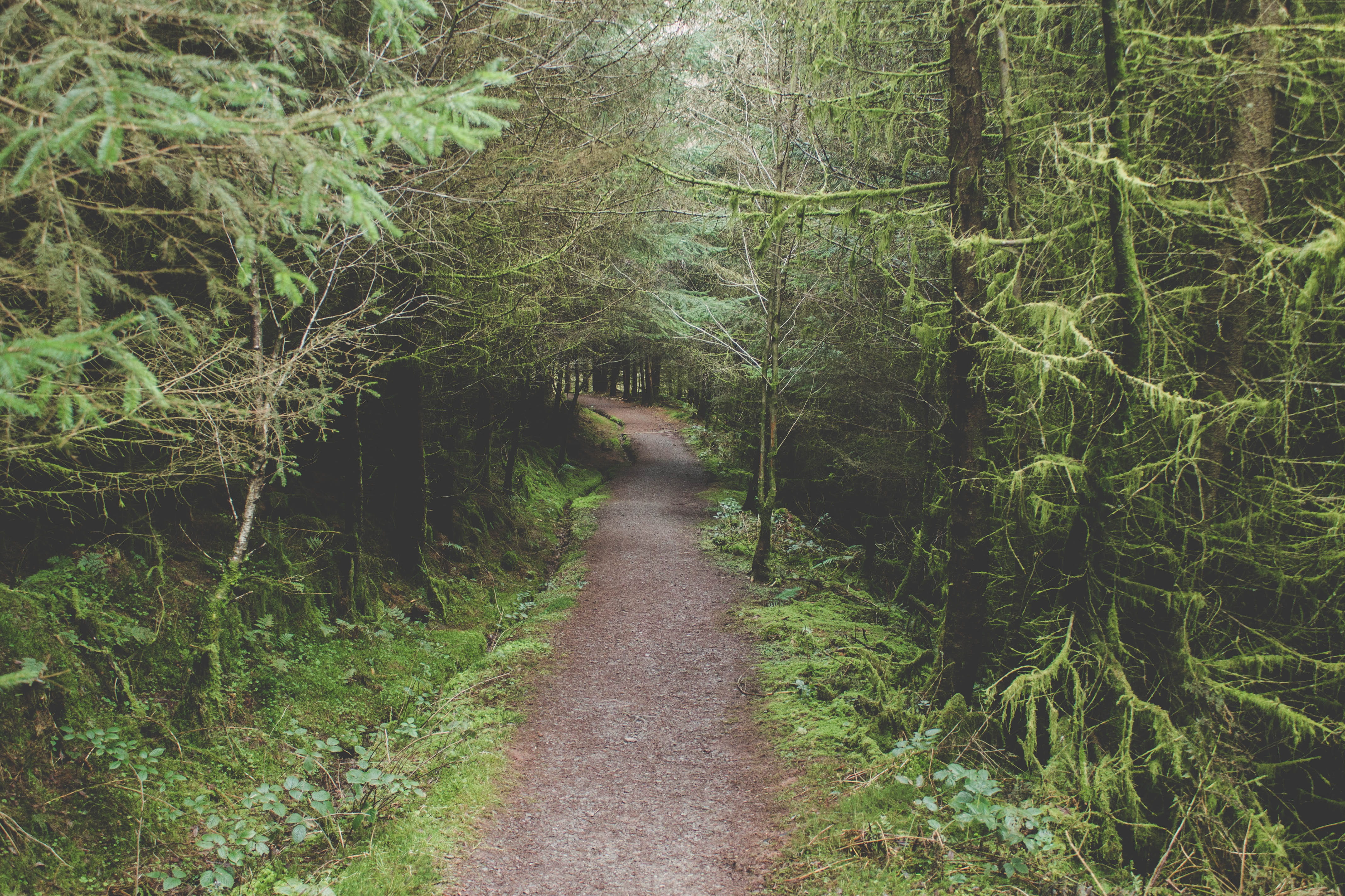 wale, path, moss, surrounded, day, 4K, direction, wood, outdoors, tree, green, trail, tranquility, bamboo - plant, pathway, lush foliage, landscape, tranquil scene, HD Wallpaper