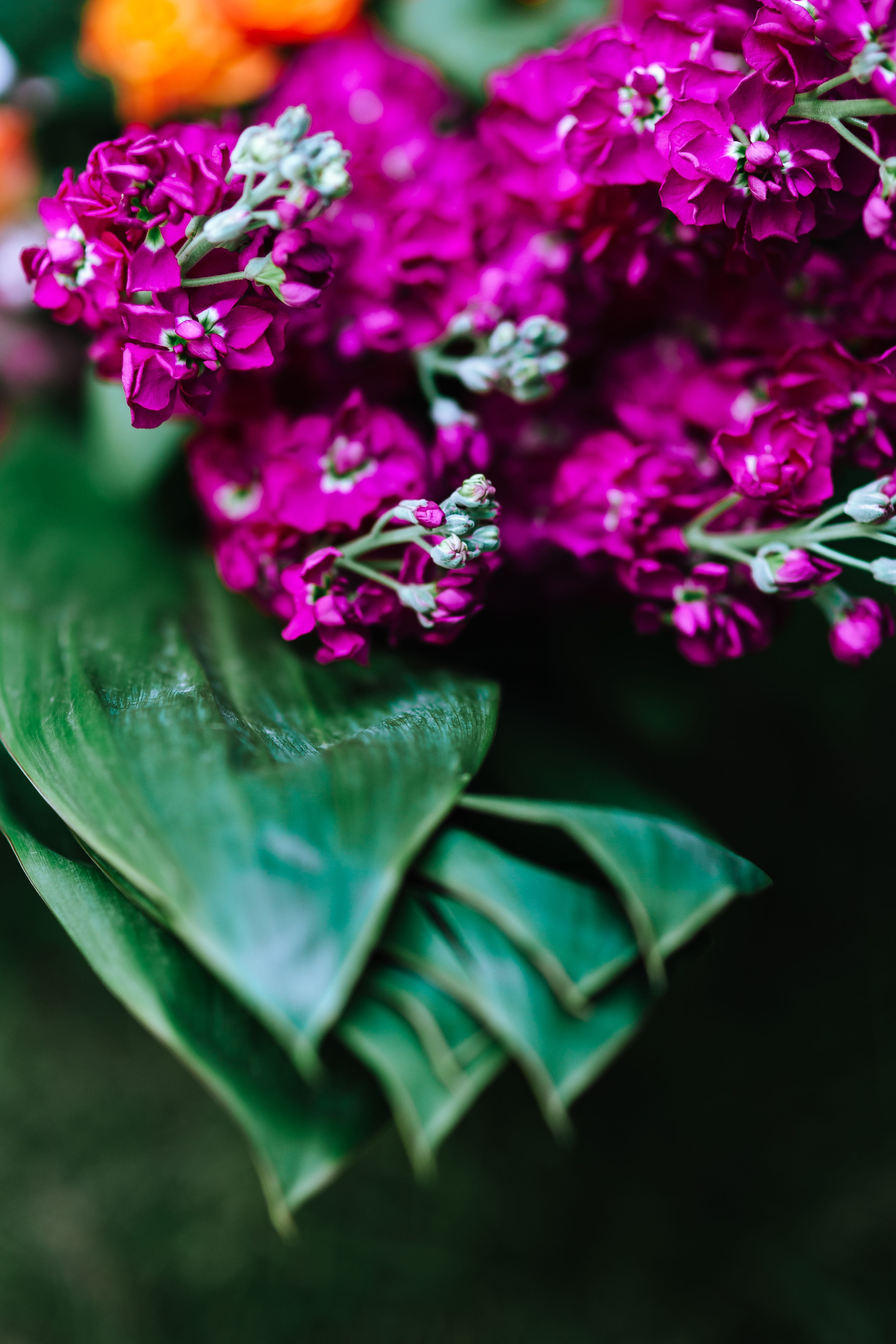 bouquet, leaves, no people, flower Head, focus on foreground, inflorescence, leaf, Flowers, plant part, Colorful, beauty In Nature, flower, tropical, vulnerability, Phone HD Wallpaper