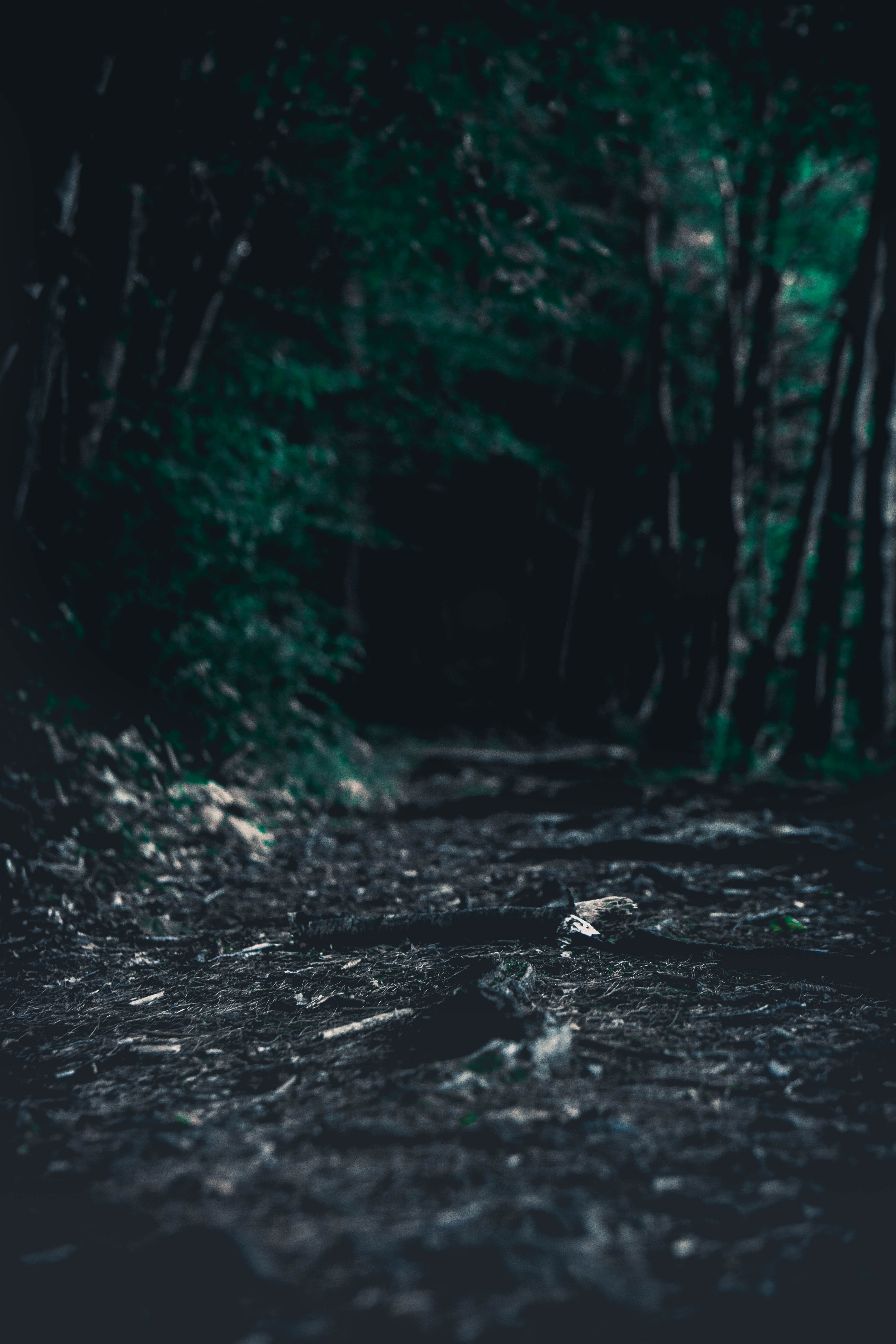 tree, exploration, growth, woodland, 5K, hiking, nature, direction, enchanted, dirt road, trees, dirt, outdoors, no people, moody, day, road, dark, path, Phone HD Wallpaper