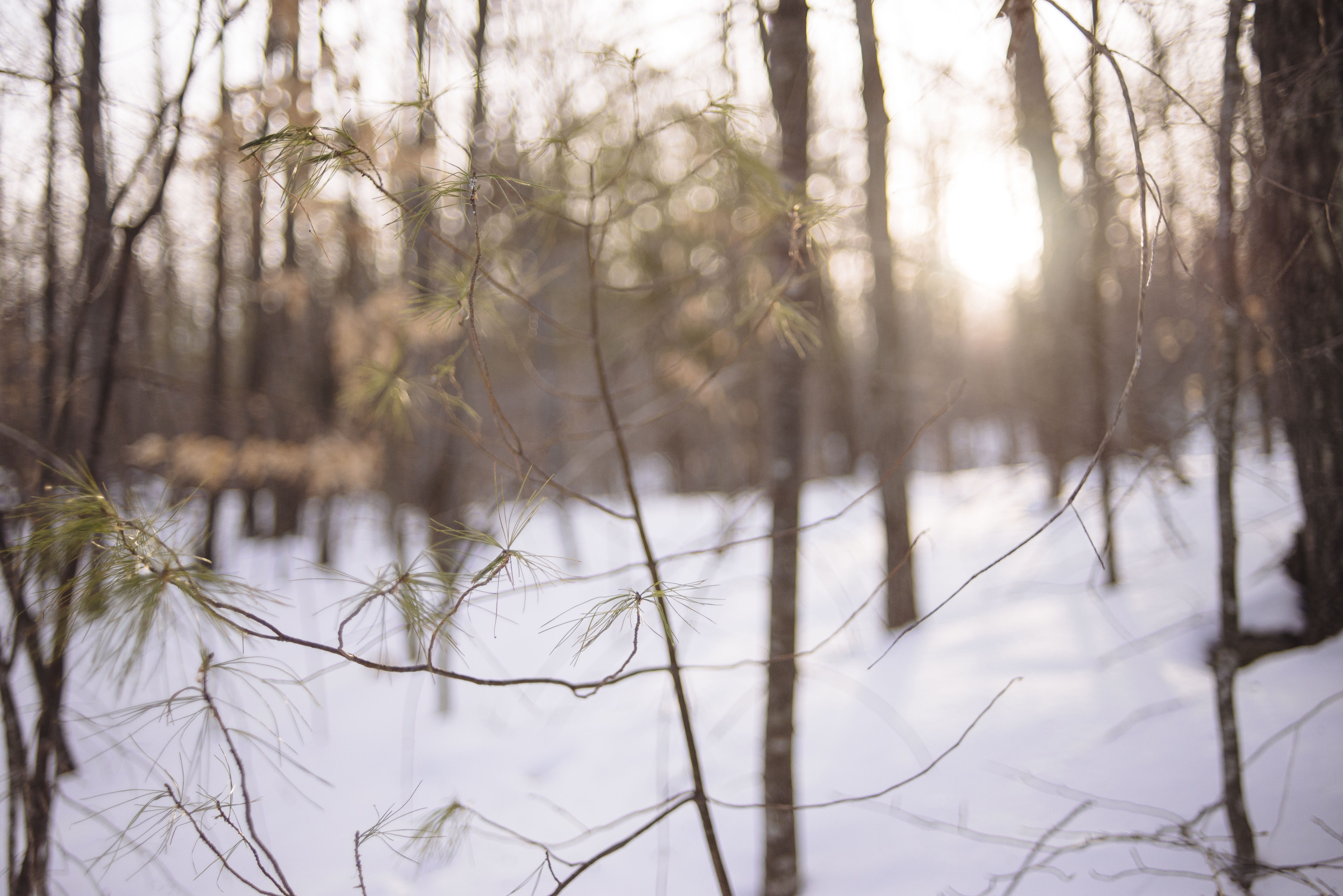 trees, branch, beauty in nature, woods, bokeh, tranquility, new hampshire, snow, plant, woodsy, sun, new durham, sun ray, 5K, winter, no people, wintery, HD Wallpaper
