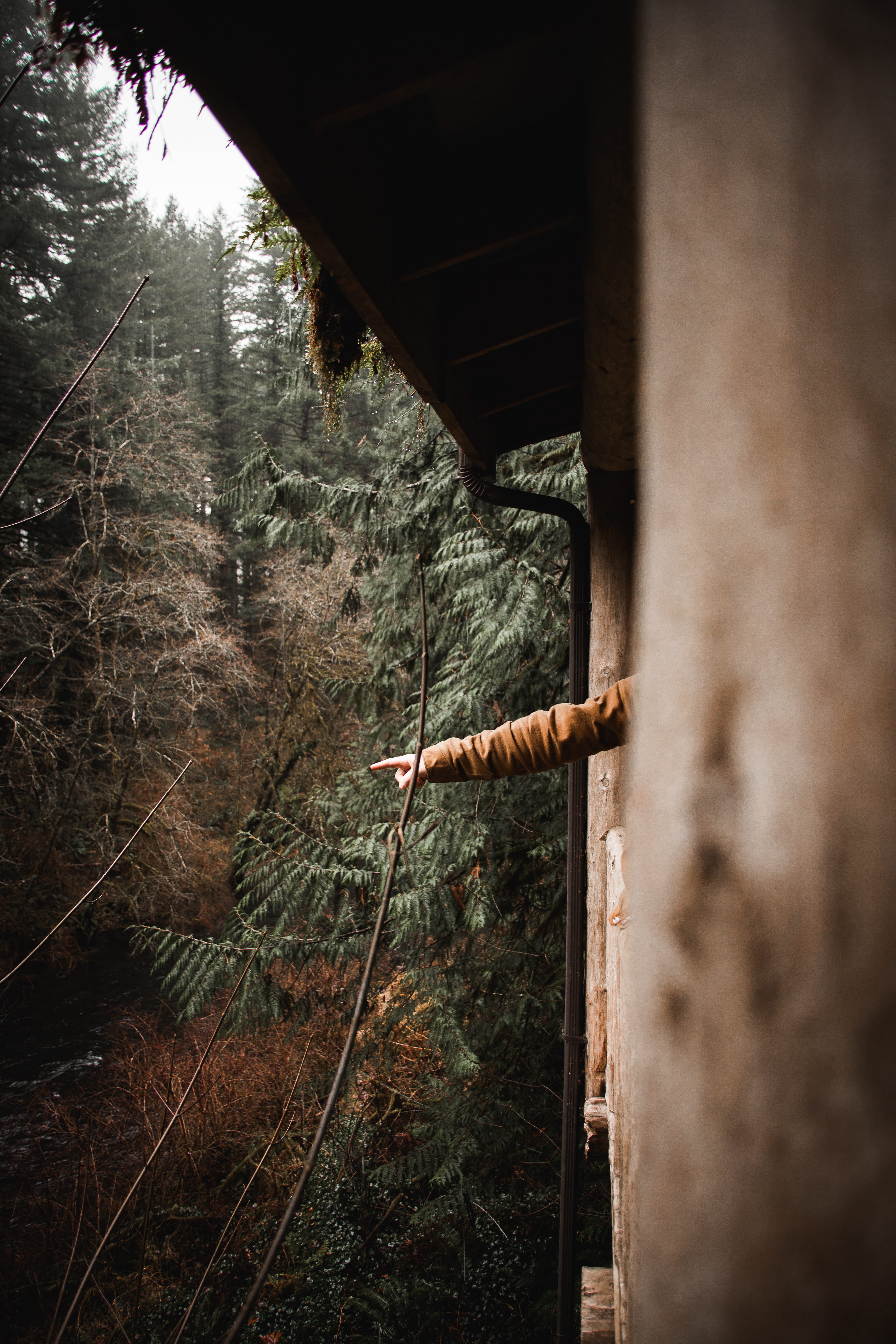 mode of transportation, one person, bridge, fir, pointing, plant, track, bridge - man made structure, river, woodland, train, architecture, built structure, Phone HD Wallpaper