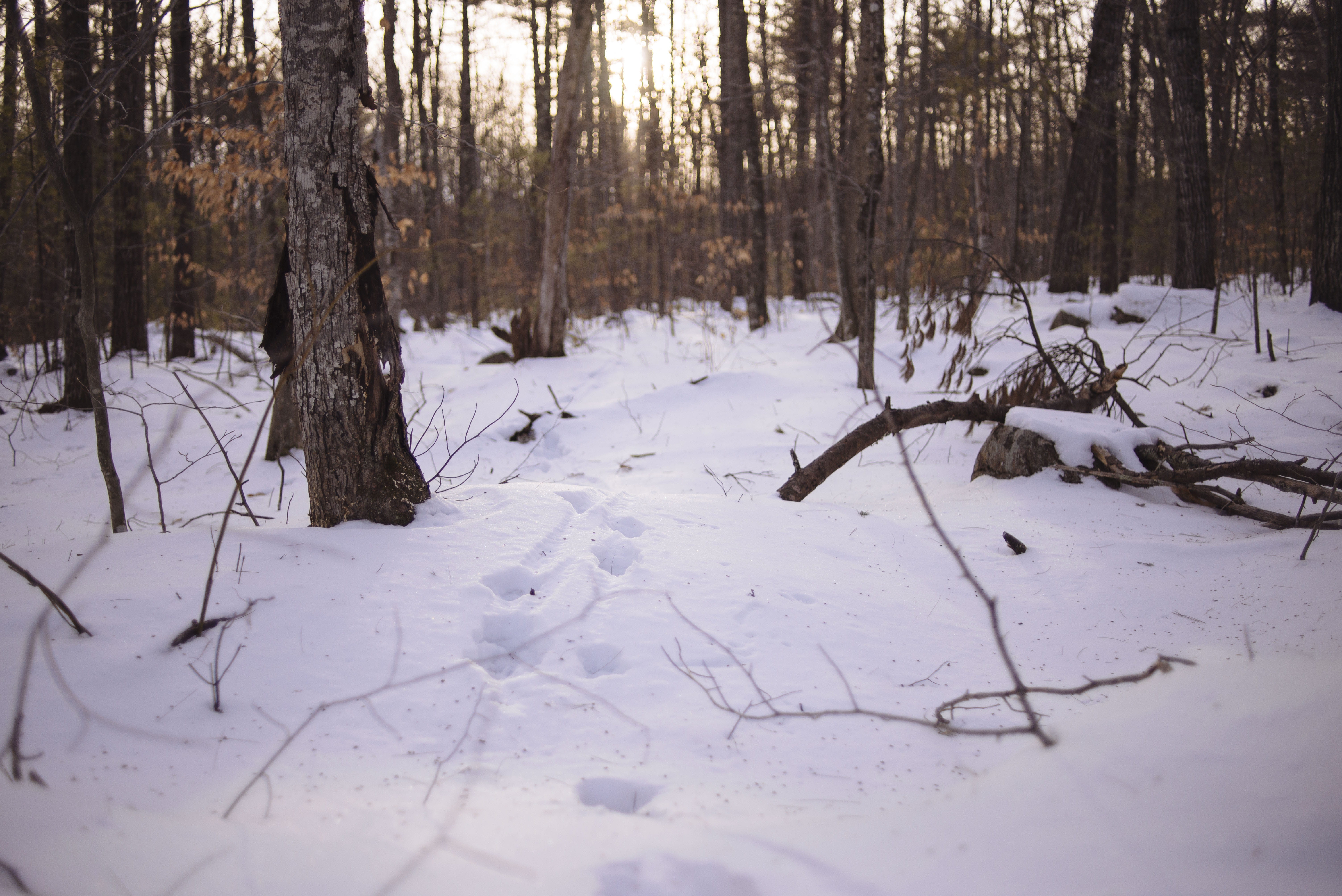winter, animal tracks, snow, covering, forest, nature, snowy, field, beauty in nature, white color, non-urban scene, 5K, in the woods, no people, winter walk, HD Wallpaper