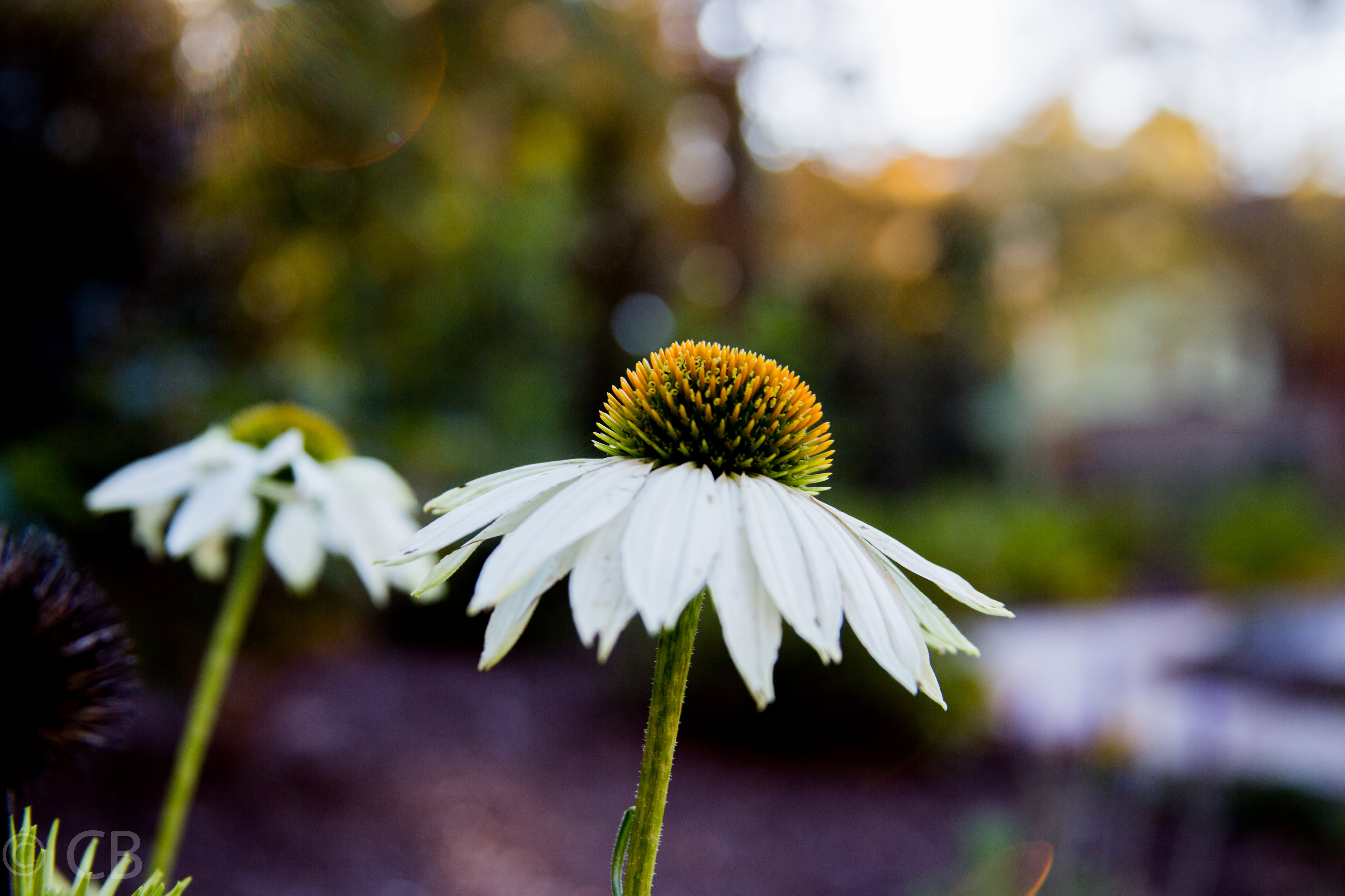 flower, Secret Garden, close-up, daisy, plant, photography, summer, White Daisy, nature, focus, shallow focus, white, petal, 5K, Garden White, flowers, HD Wallpaper