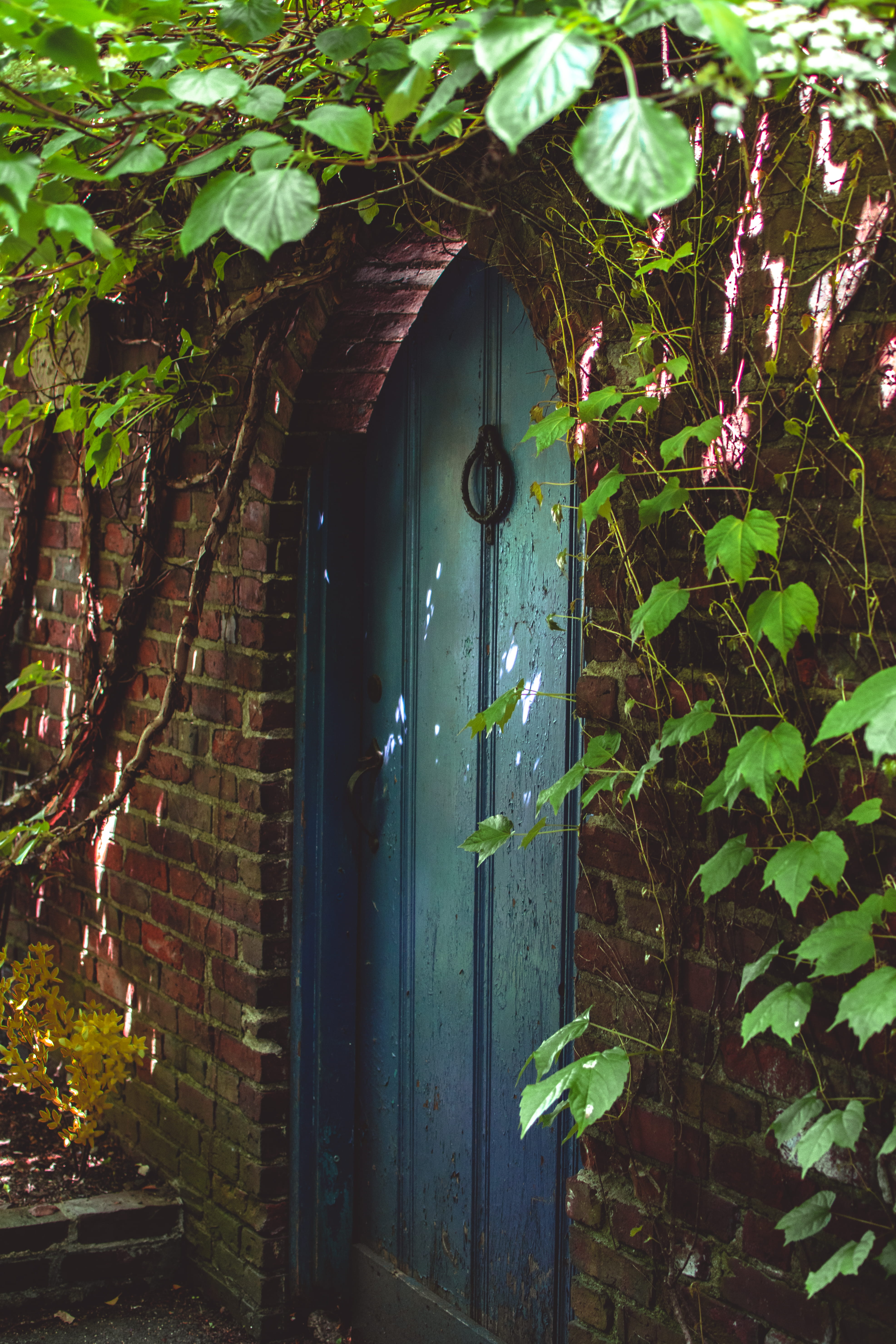 building exterior, plant, 5K, day, entrance, wood - material, door, leaf, magic, united states, architecture, growth, ivy, outdoors, green color, built structure, Phone HD Wallpaper