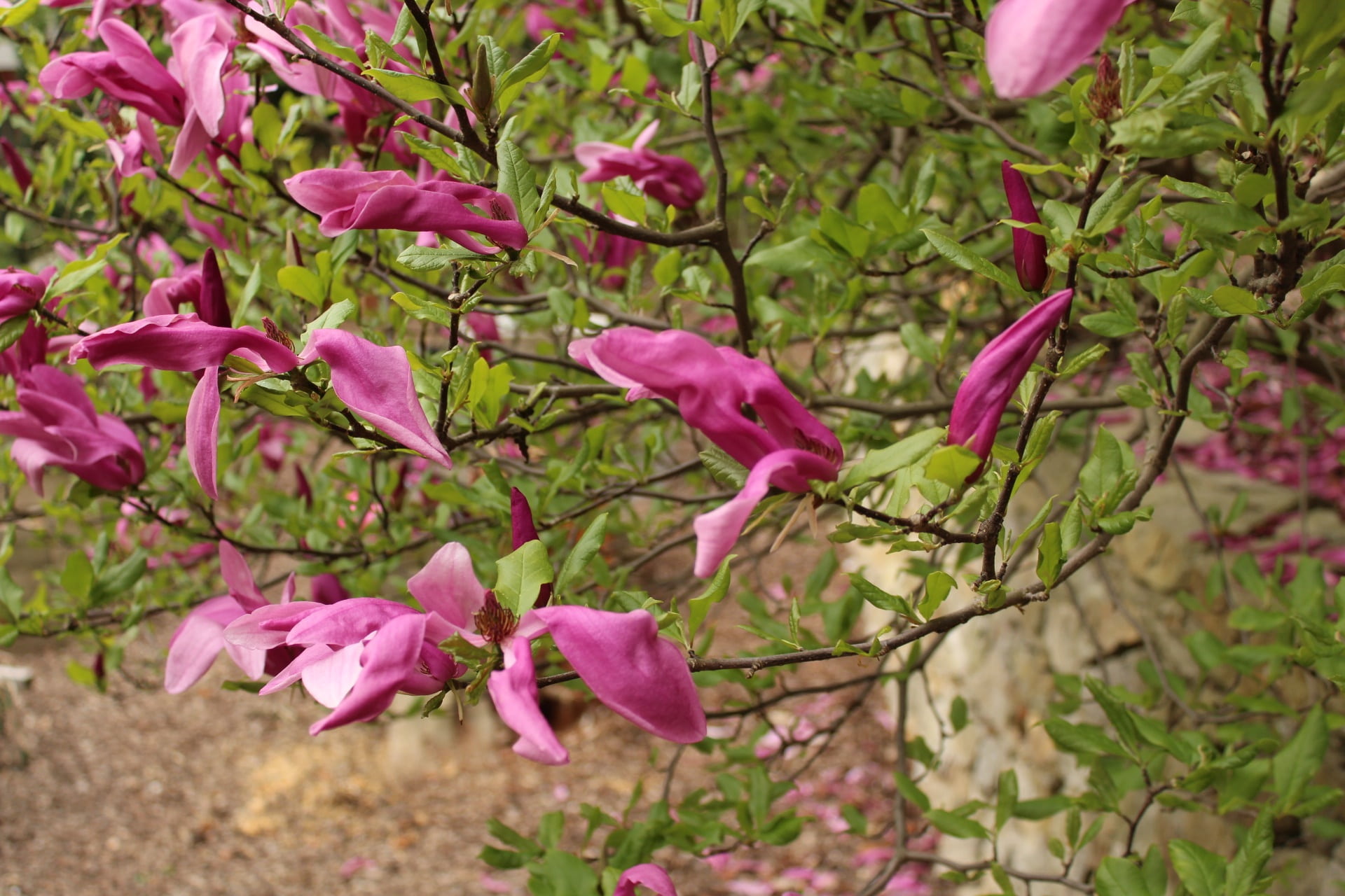 pink color, flower, freshness, no people, spring, sopron hungary, van, flower head, secret garden, plant, petal, tree, branch, outdoors, close-up, fragility, HD Wallpaper
