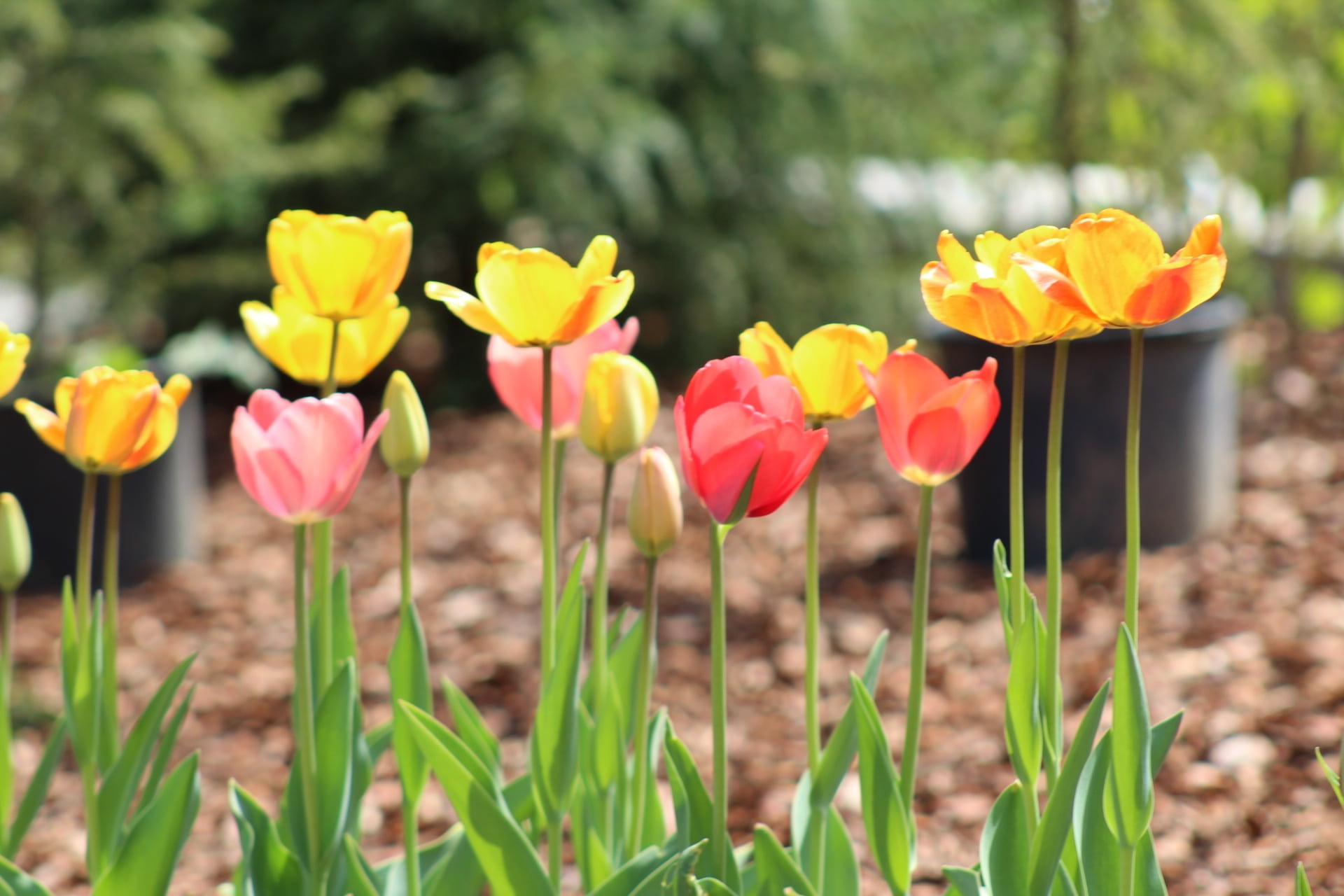 springtime, flower head, close-up, petal, secret garden, nature, fragility, yellow, land, focus on foreground, plant, inflorescence, no people, van, flowerbed, HD Wallpaper