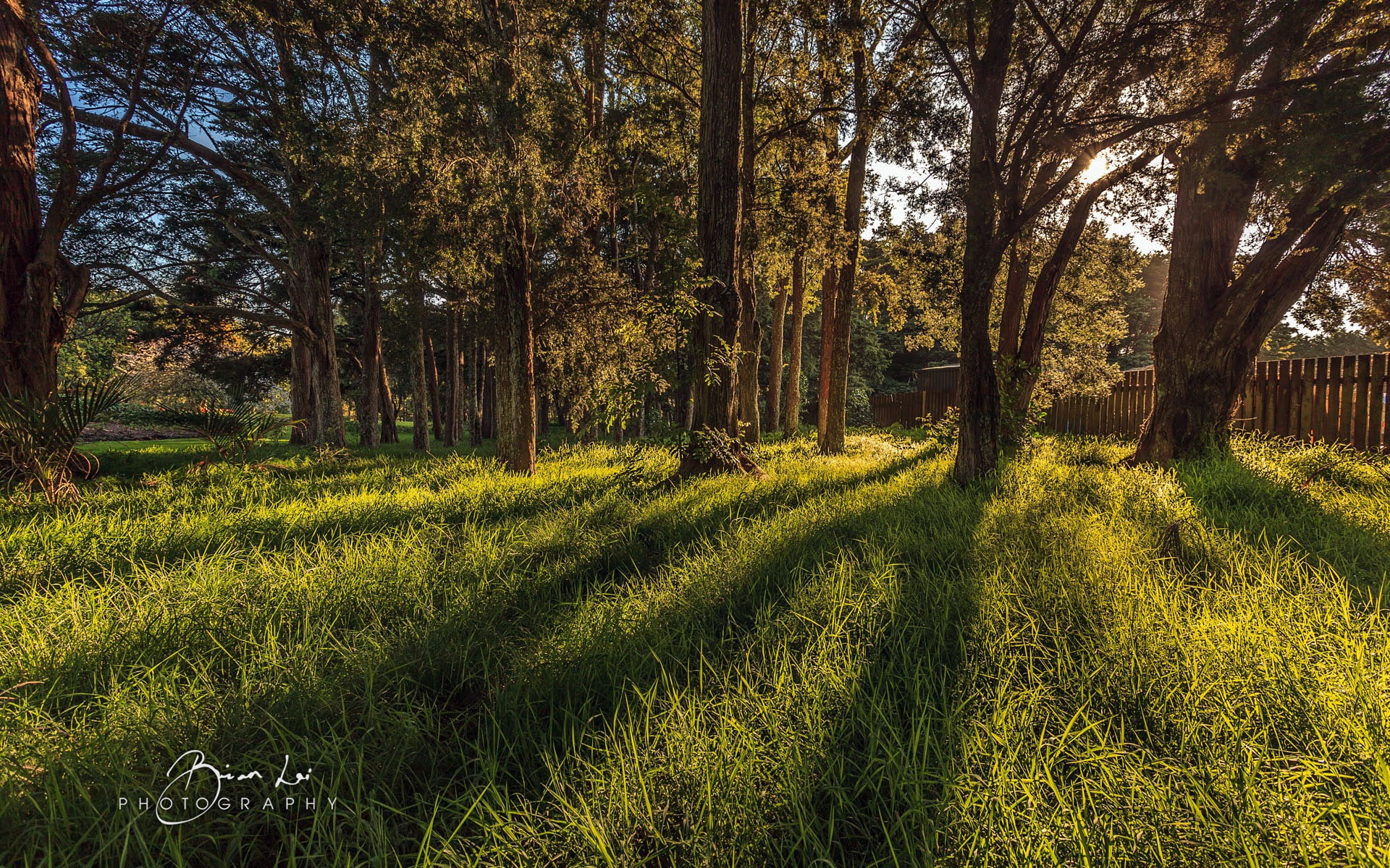 botanics, green color, secret, landscape, no people, tree trunk, tree, land, tranquil scene, day, beauty in nature, field, outdoors, tranquility, scenics - nature, HD Wallpaper