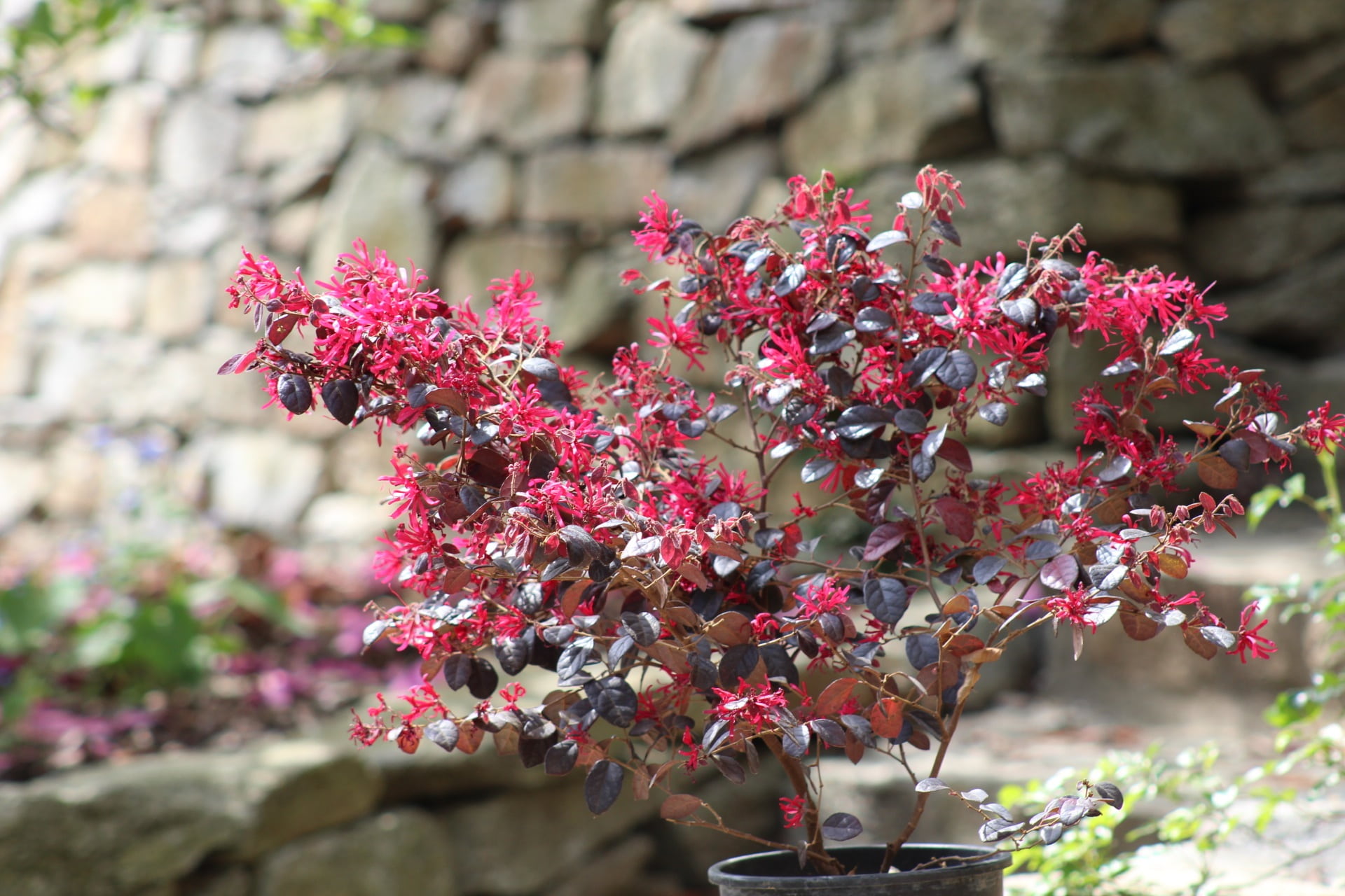 vulnerability, flower head, blossom, outdoors, secret garden, flower, 1080P, day, pink color, close-up, no people, sopron hungary, growth, freshness, stone wall, HD Wallpaper