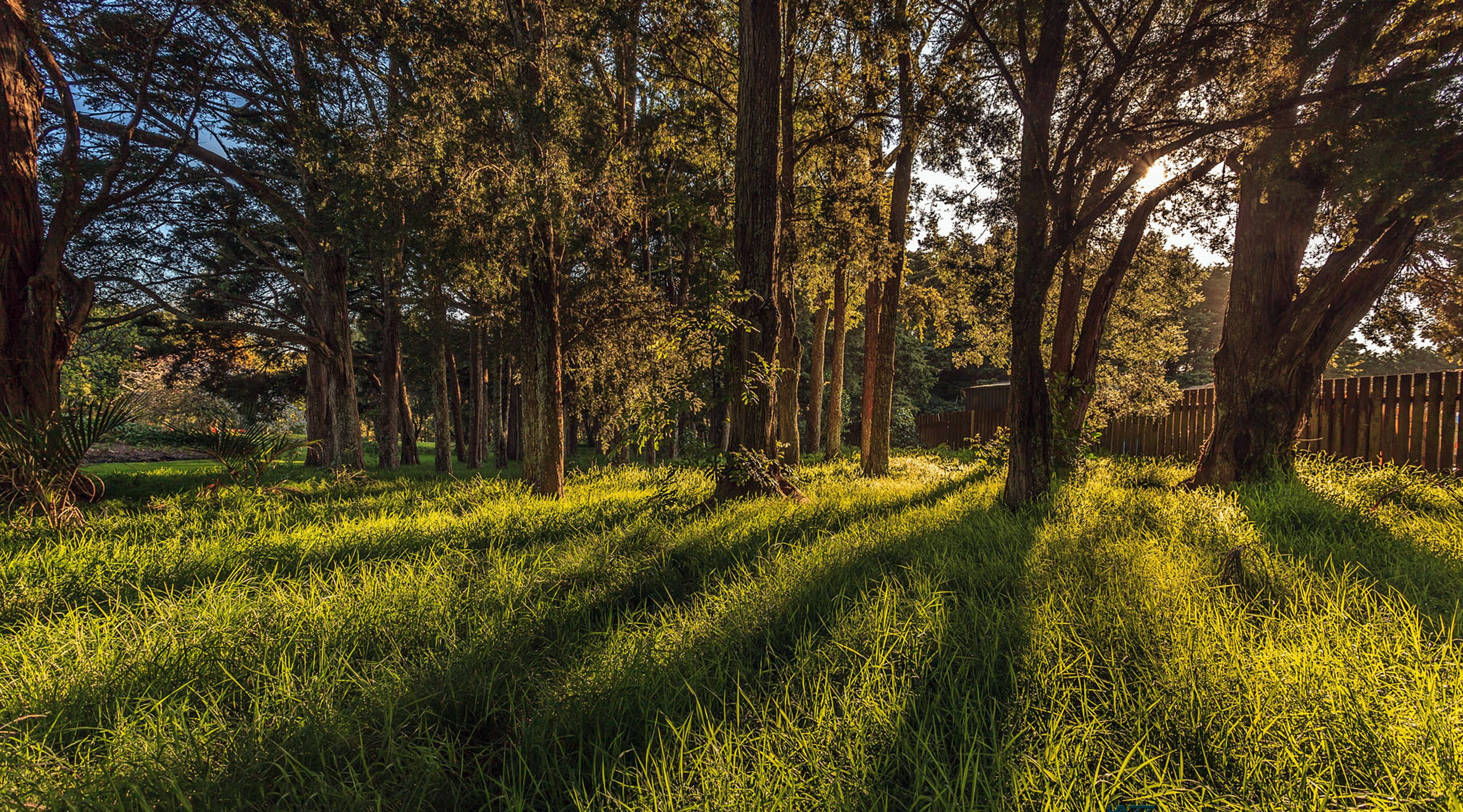 secret, leafed, no people, growth, tranquil scene, scenics - nature, tree trunk, field, Landscape, tree, beauty in nature, plant, environment, green, Nature, HD Wallpaper