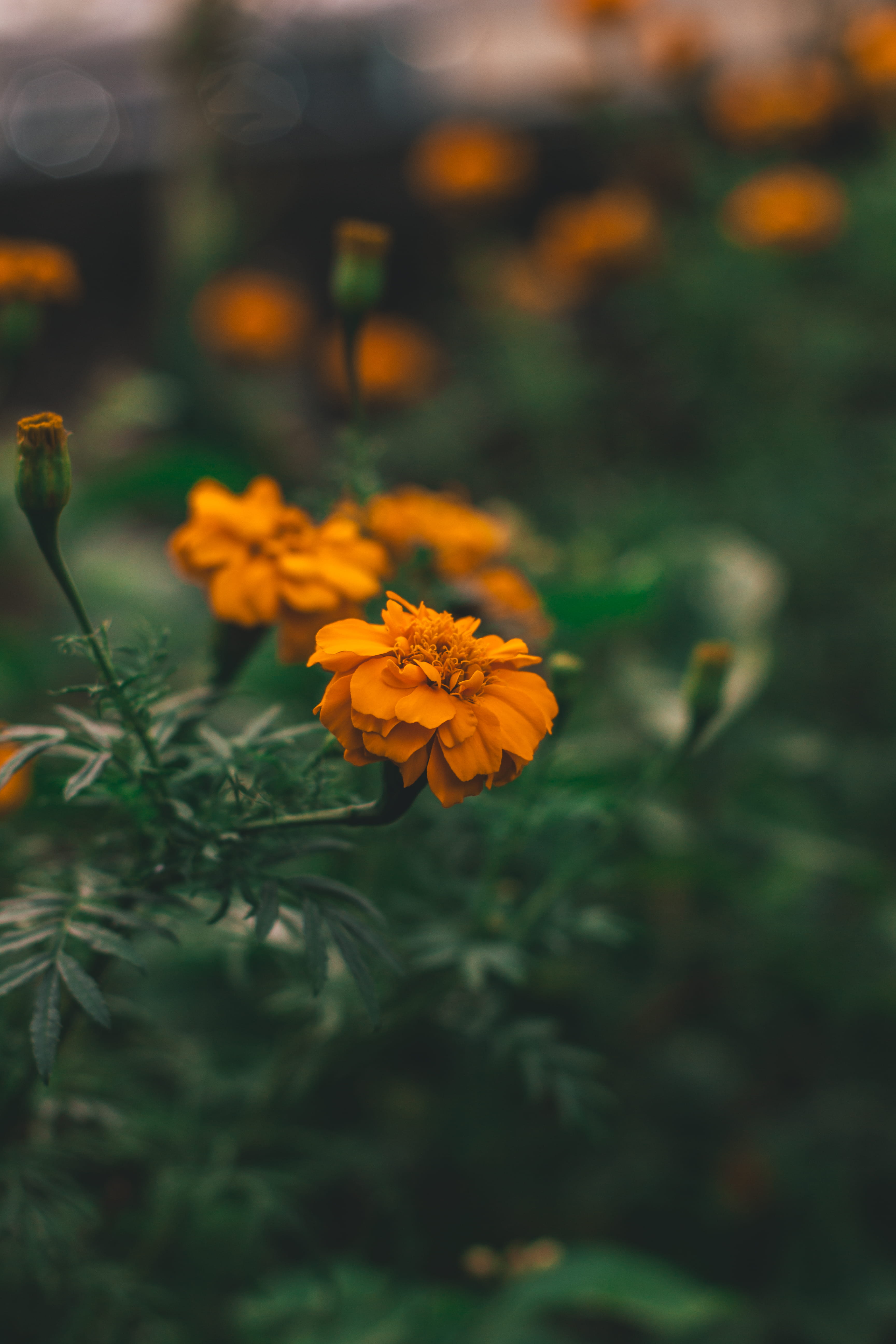 5K, aster, orange color, growth, petaling jaya, no people, vulnerability, flower head, petal, inflorescence, selective focus, asteraceae, beauty in nature, Phone HD Wallpaper