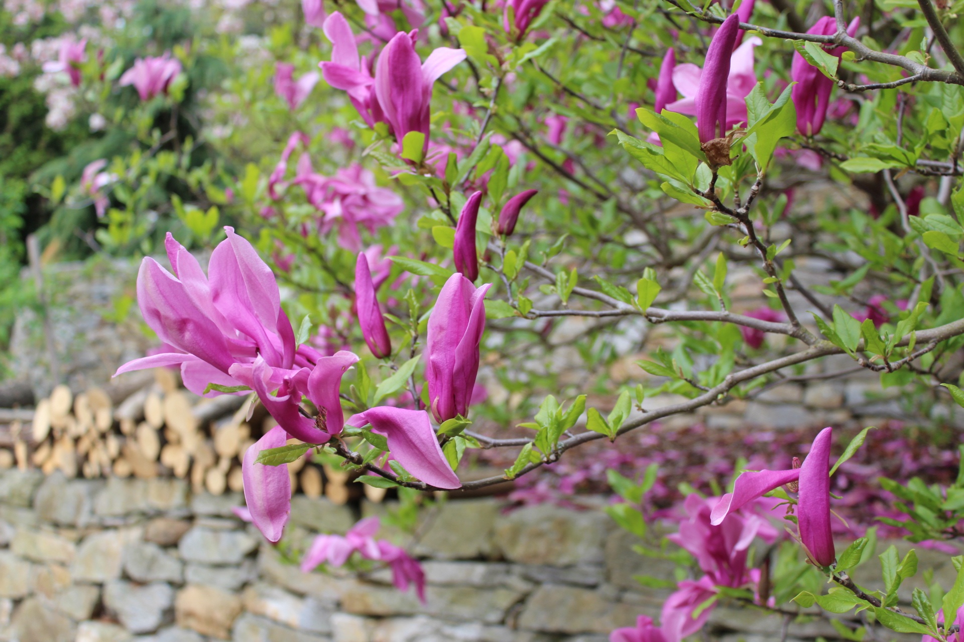 close-up, secret garden, nature, van, plant, no people, beauty in nature, blossom, freshness, growth, sopron hungary, pink color, 1080P, outdoors, vulnerability, HD Wallpaper