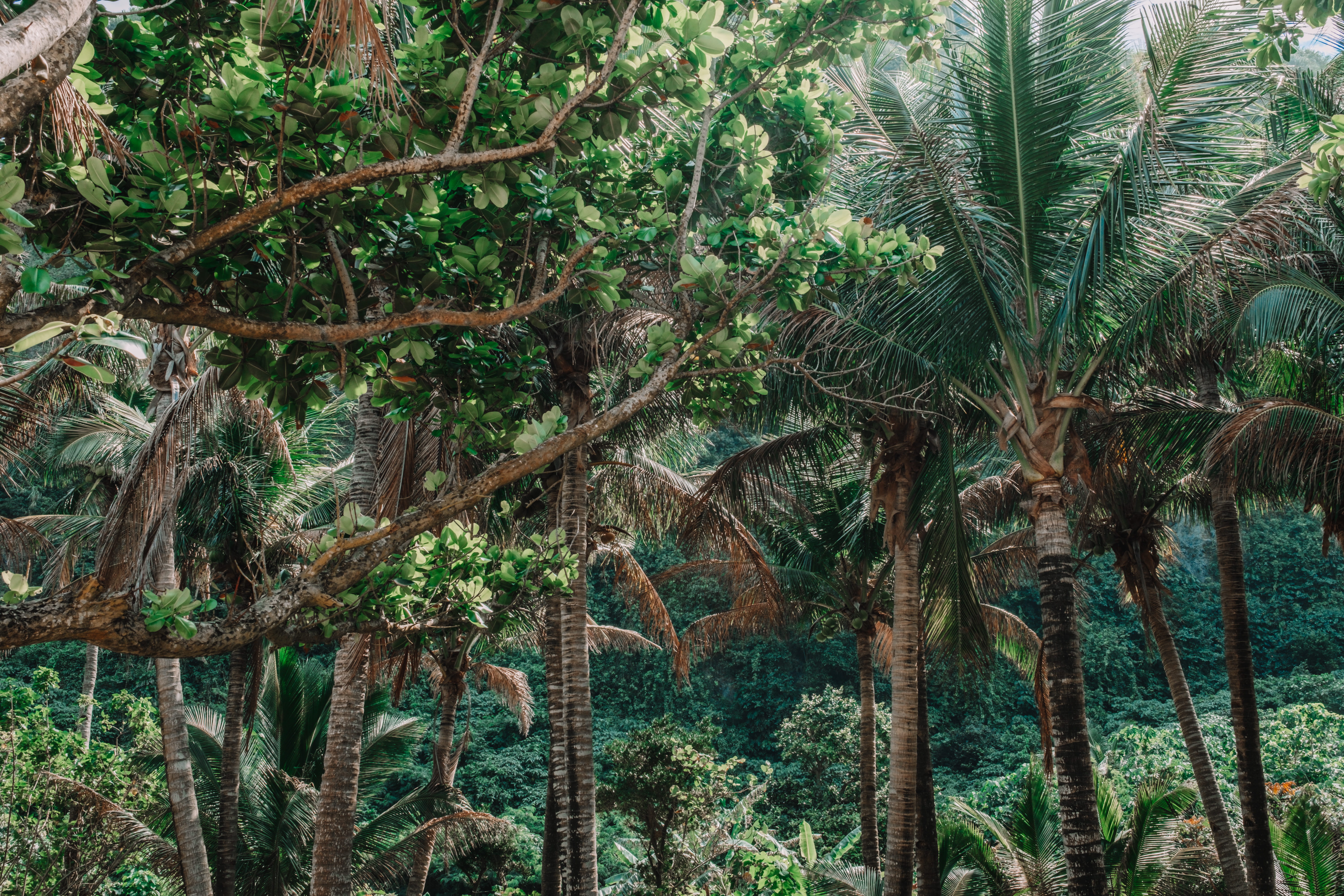 tranquility, tropical tree, arbour, no people, tranquil scene, plant, arecaceae, 5K, rainforest, scenics - nature, mammal, bamboo - plant, land, garden, HD Wallpaper