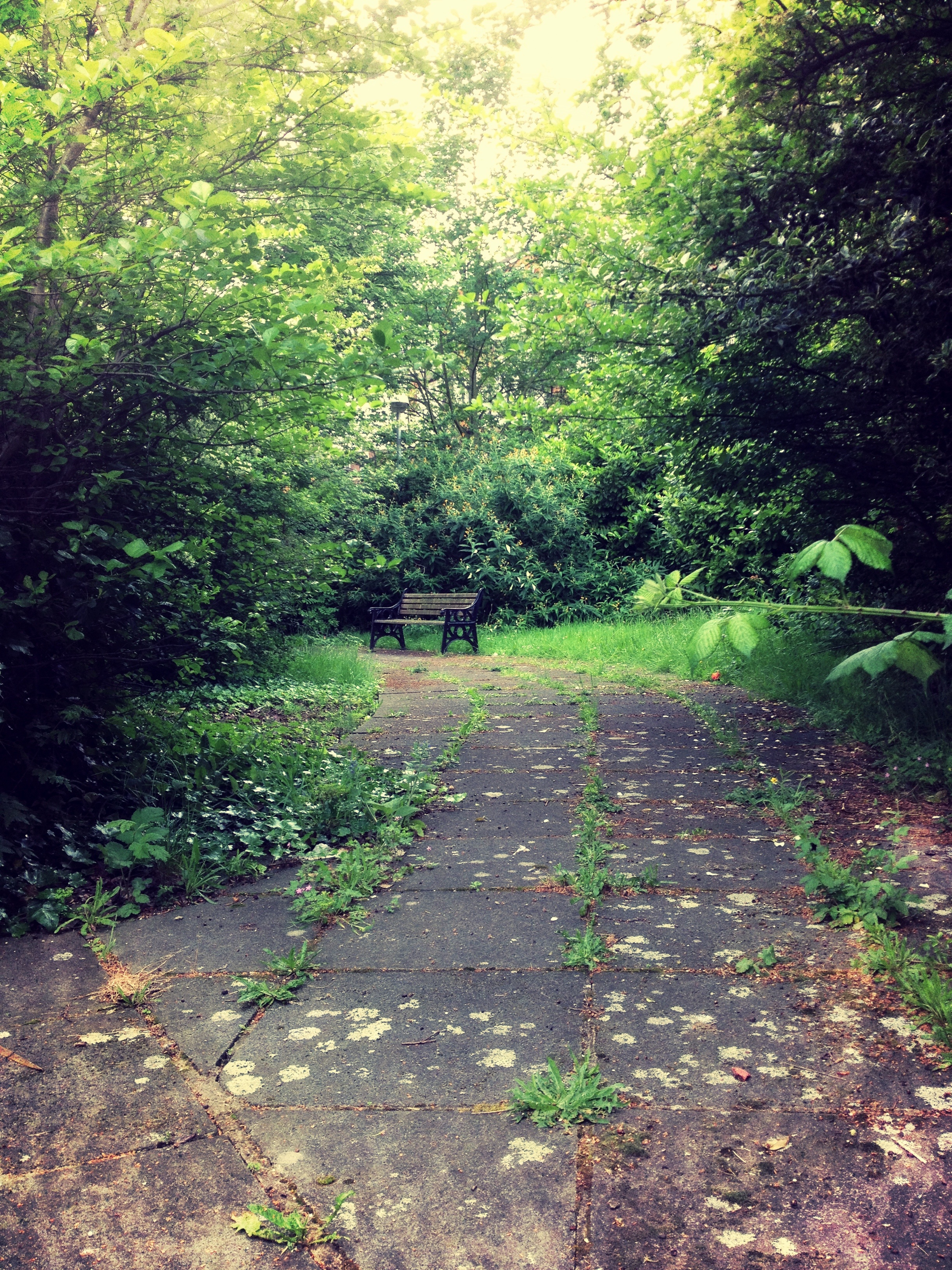 bench, tree, tranquil scene, smile, attractive, trail, footpath, garden path, beauty in nature, day, secret, the way forward, lush foliage, no people, direction, Phone HD Wallpaper