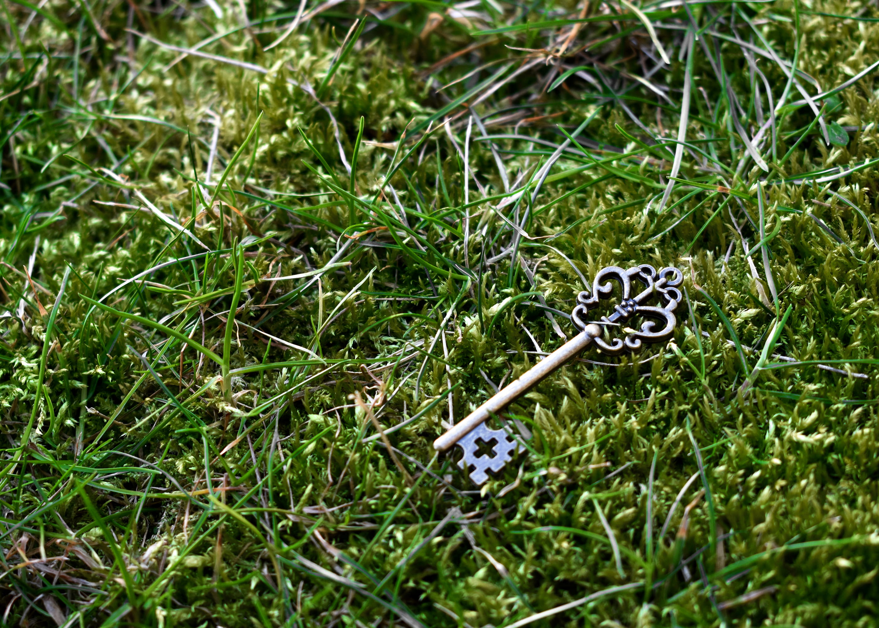 ian tuck, focus on foreground, field, the secret garden, wand, grass, green color, metal, skeleton, close-up, blade of grass, garden, selective focus, color, HD Wallpaper