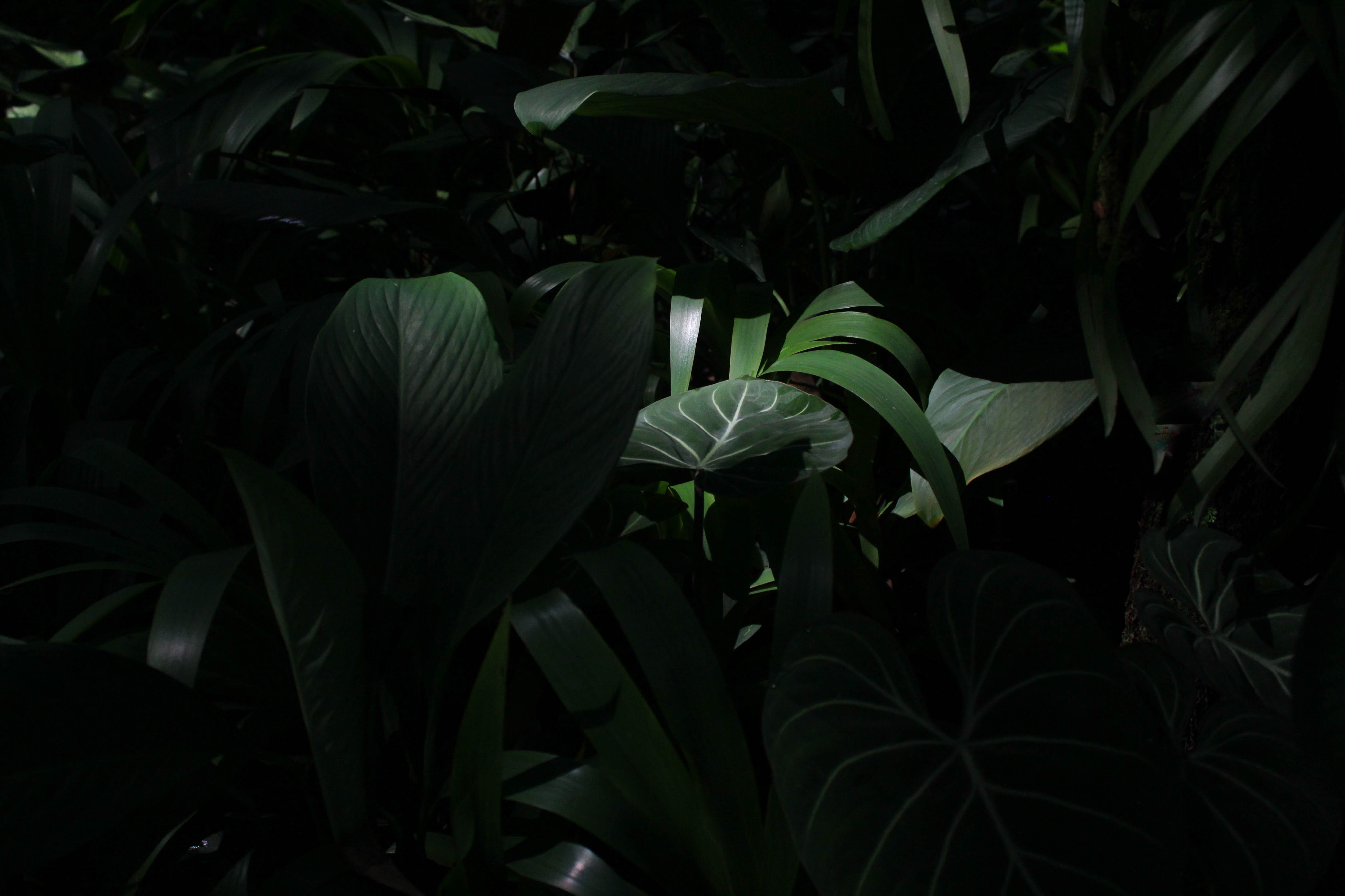green, flower, 4K, selective, close-up, nature, forest, outdoors, garden, leaf, vulnerability, no people, plant, night, woodland, dark, focus, flowering plant, HD Wallpaper
