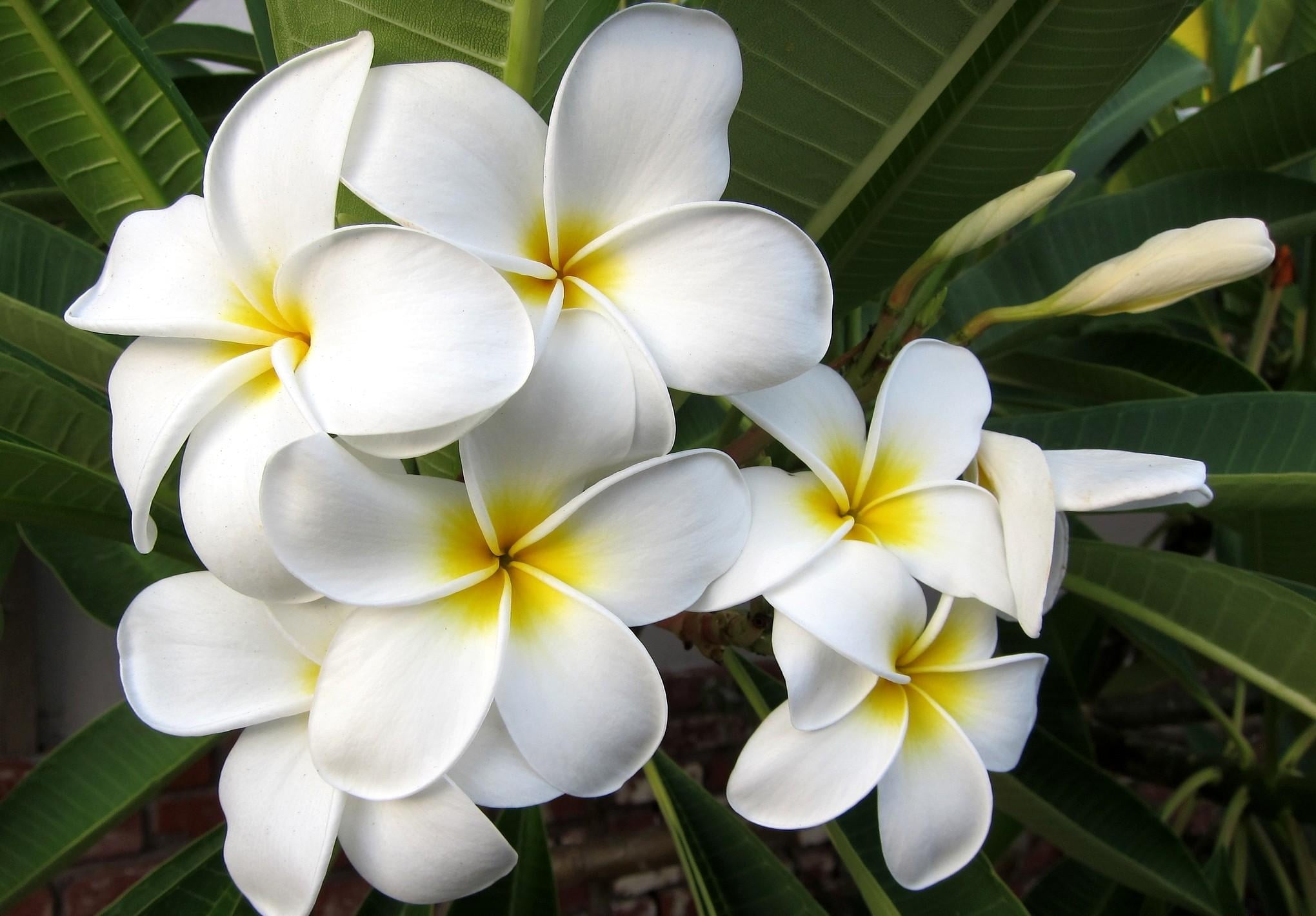 plant, petal, summer, exoticism, plant part, backgrounds, leaf, exotic, fragility, bali, outdoors, nature, plumeria, scented, frangipani, close-up, flowering plant, HD Wallpaper