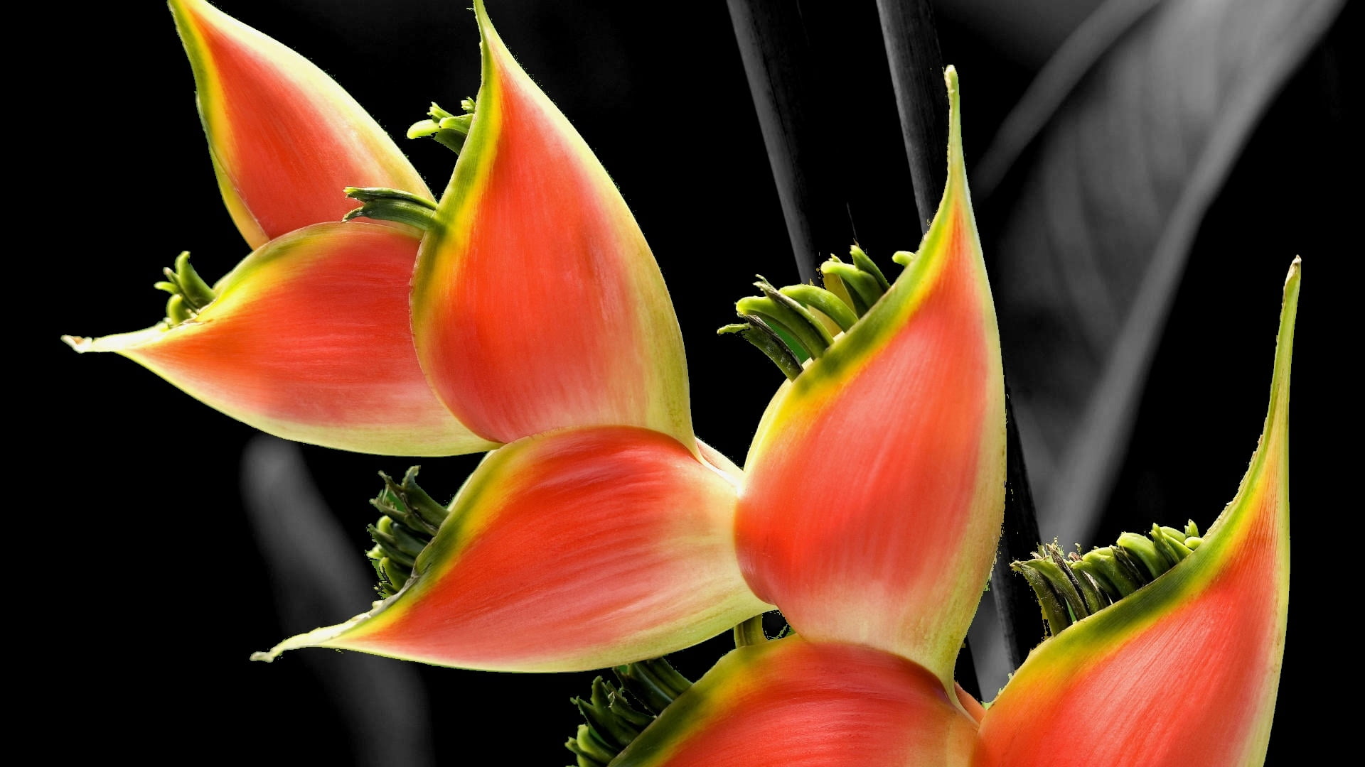 1080P, exoticism, studio shot, springtime, nature, inflorescence, close-up, beauty In Nature, single Flower, green, summer, botany, tropical Climate, flowering plant, HD Wallpaper