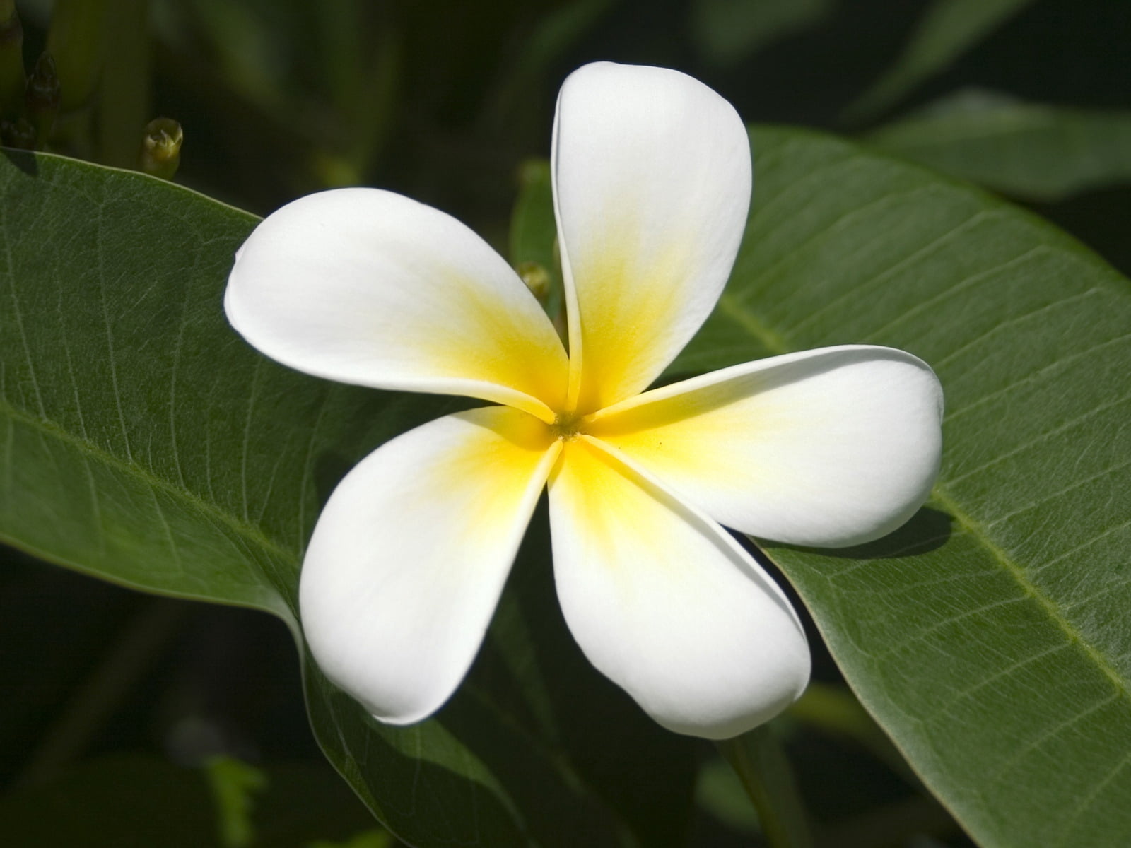 botany, plant part, plant, backgrounds, white color, freshness, petal, tropical Climate, flower, beauty, nature, beauty In Nature, outdoors, bali, petaled, HD Wallpaper