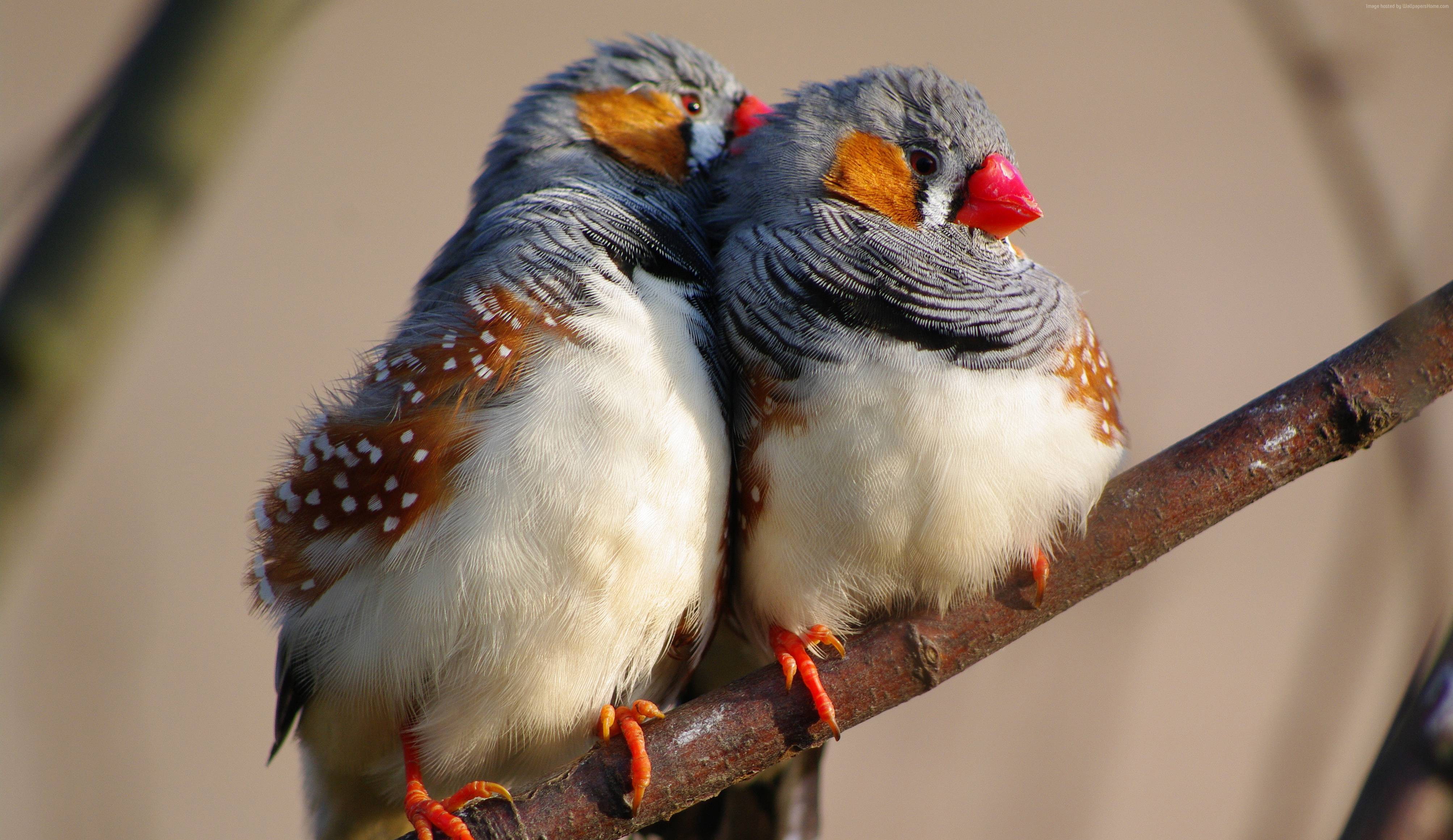 white, Indonesia, tourism, blue, nature, 4K, bird, animal, branch, 5k, zebra finch, East Timor, 4k, HD Wallpaper