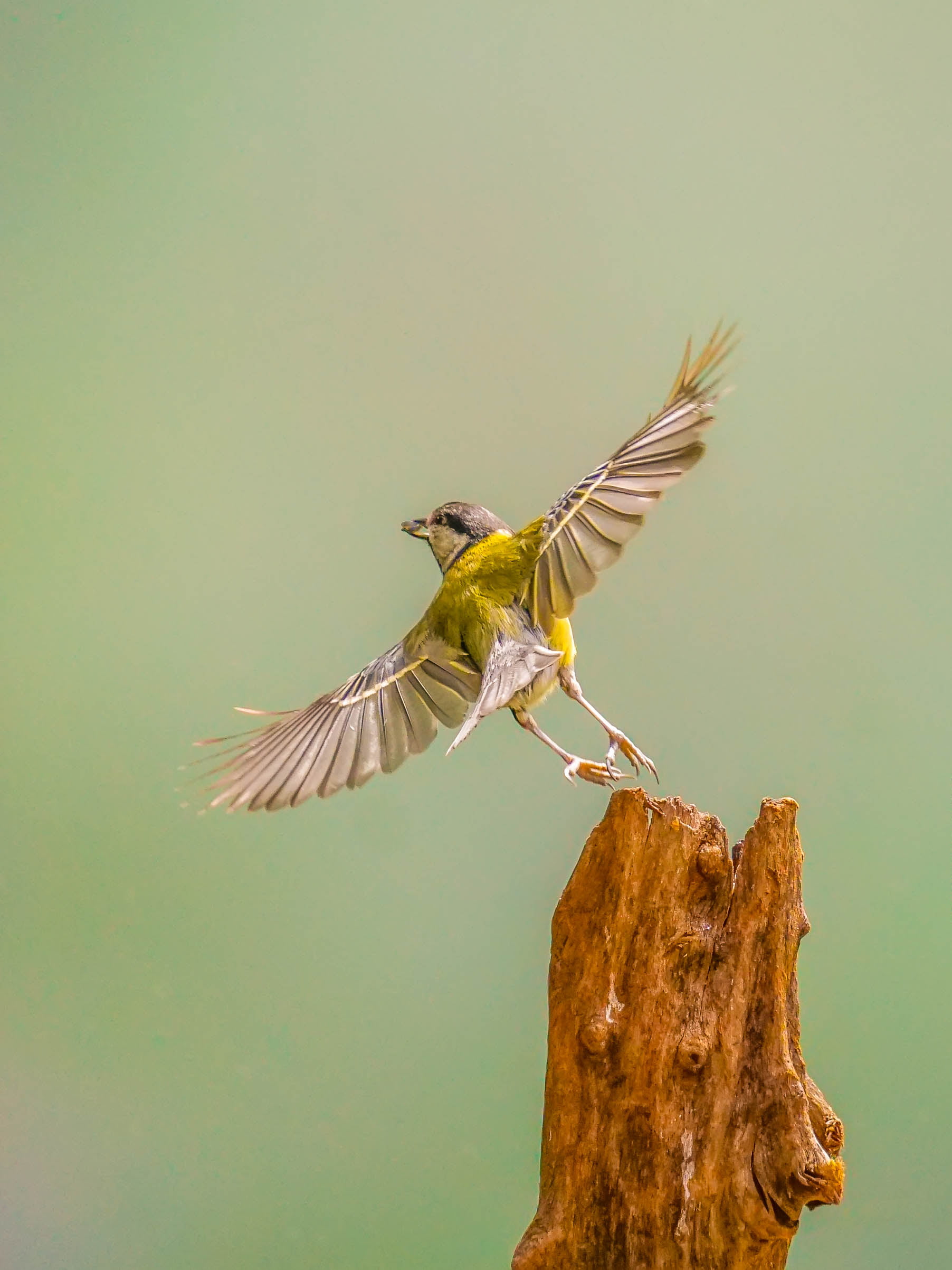 Pirouette, bird, bird Watching, beak, bird  bird, nature, hummingbird, action, flying, yellow, wildlife, shot, feather, gray, animal, animal Wing, 1080P, Phone HD Wallpaper