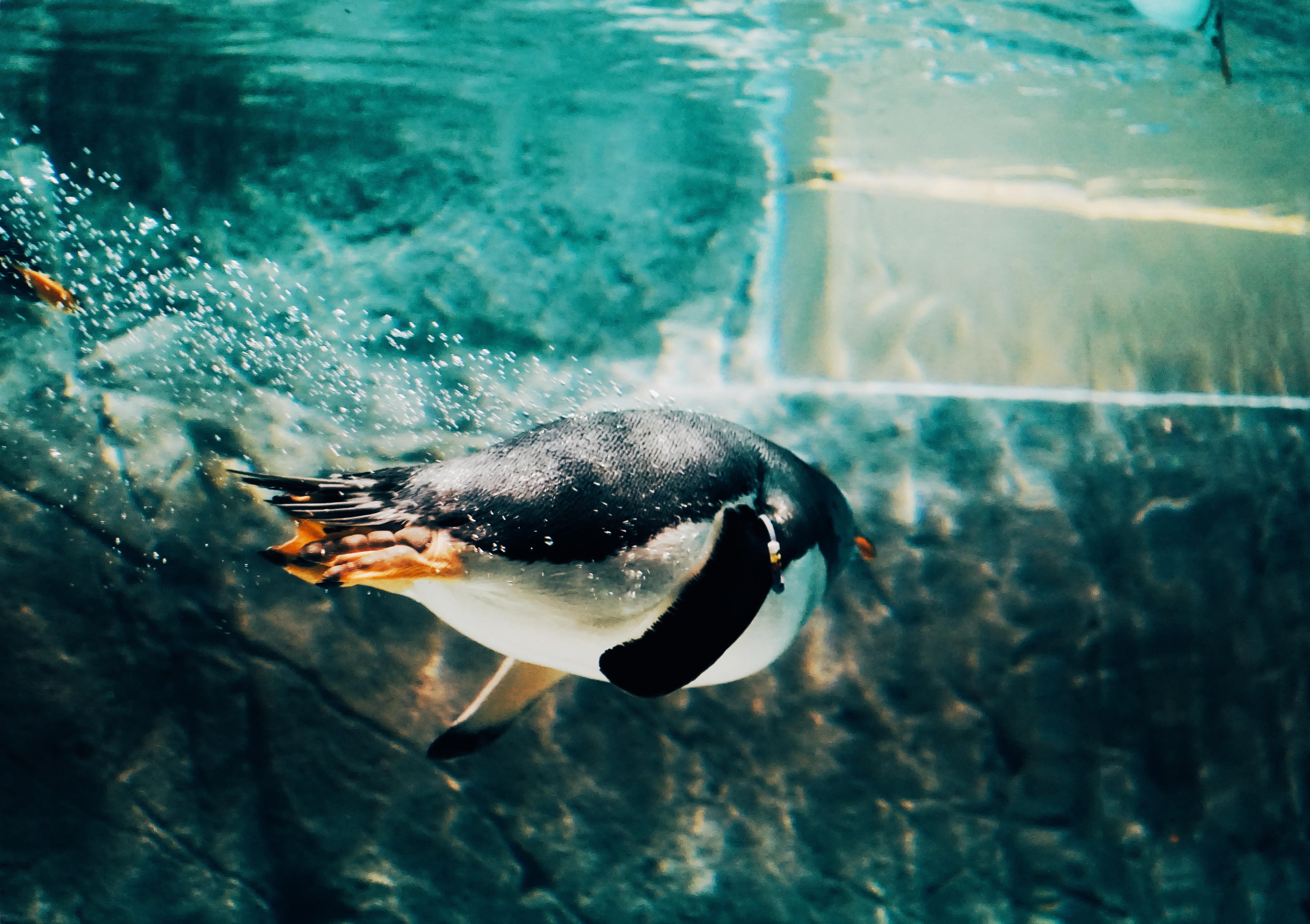 animals In The Wild, aquarium, fun, sea Life, nature, bubble, roundboi, wildlife, animal, outdoors, white, sea, bird, swim, pacific Ocean, fish, HD Wallpaper