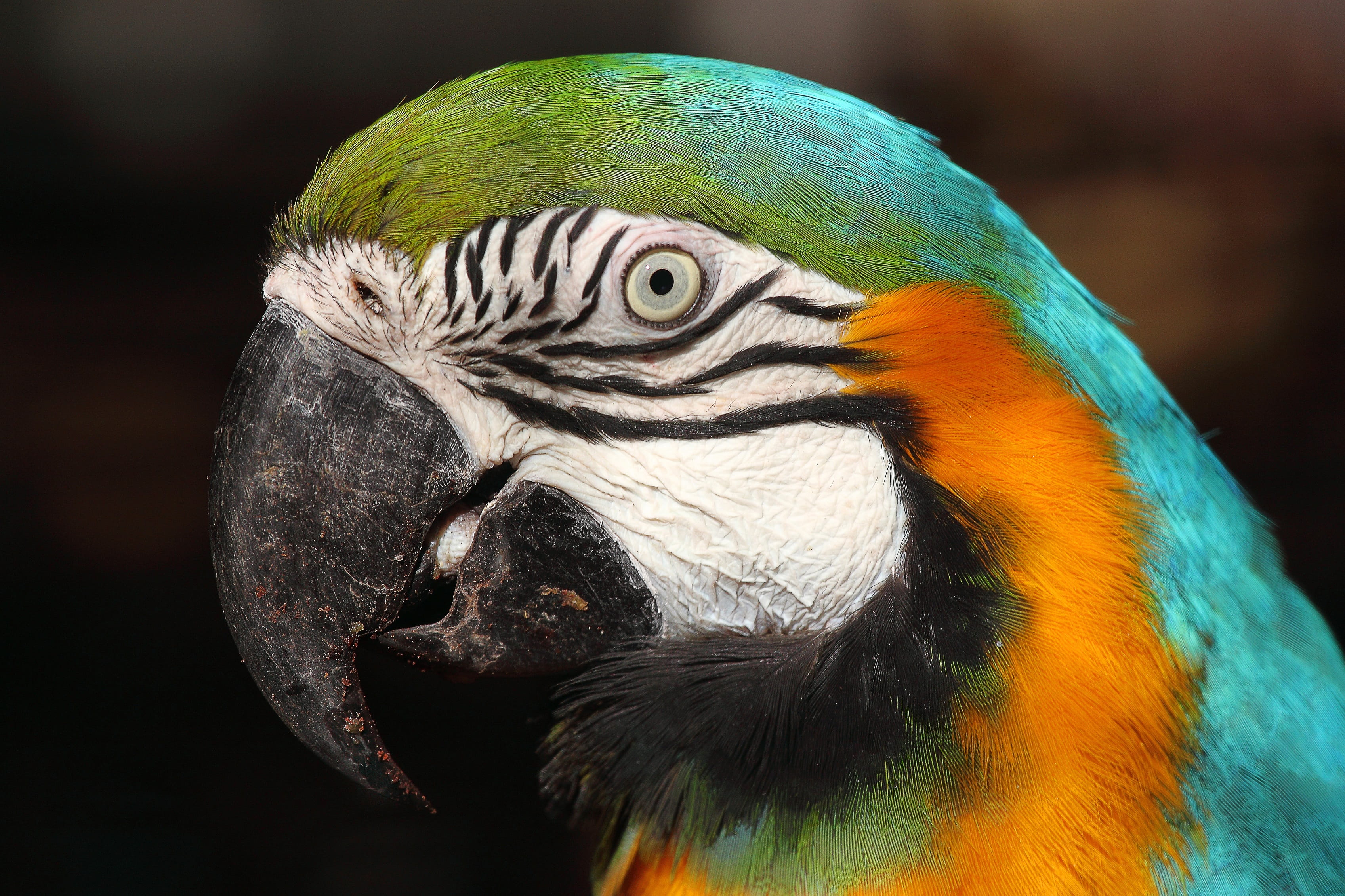 blue, feather, red, animal body part, profile view, 2K, animal, photo, lisbon zoo, vertebrate, animal wildlife, parrot, focus on foreground, nature, day, HD Wallpaper