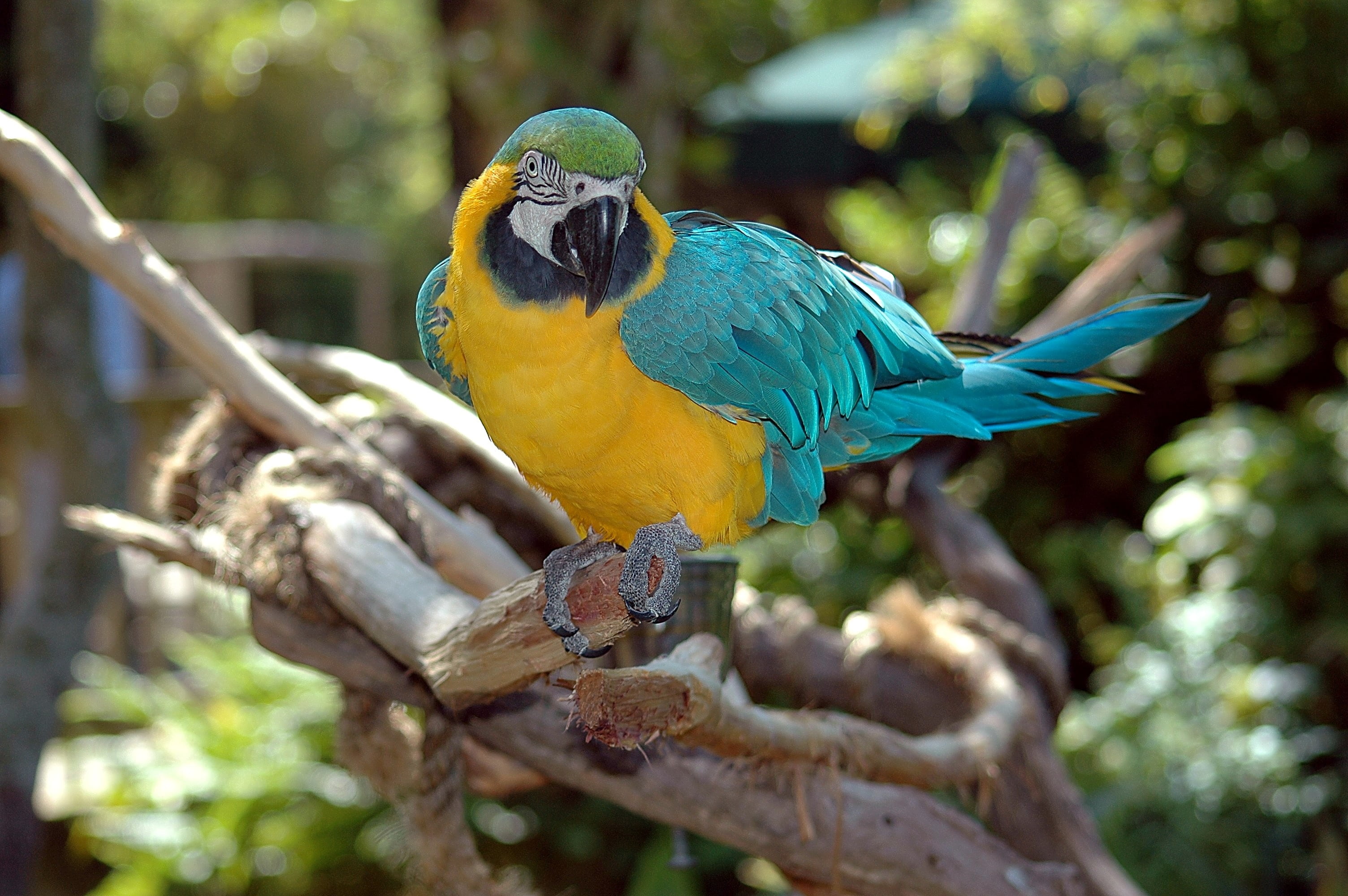 beaked, avian, wildlife, animal wildlife, pets, scarlet, colorful, beak, cute, animal themes, animals in the wild, 2K, parrot, focus on foreground, jungle, HD Wallpaper