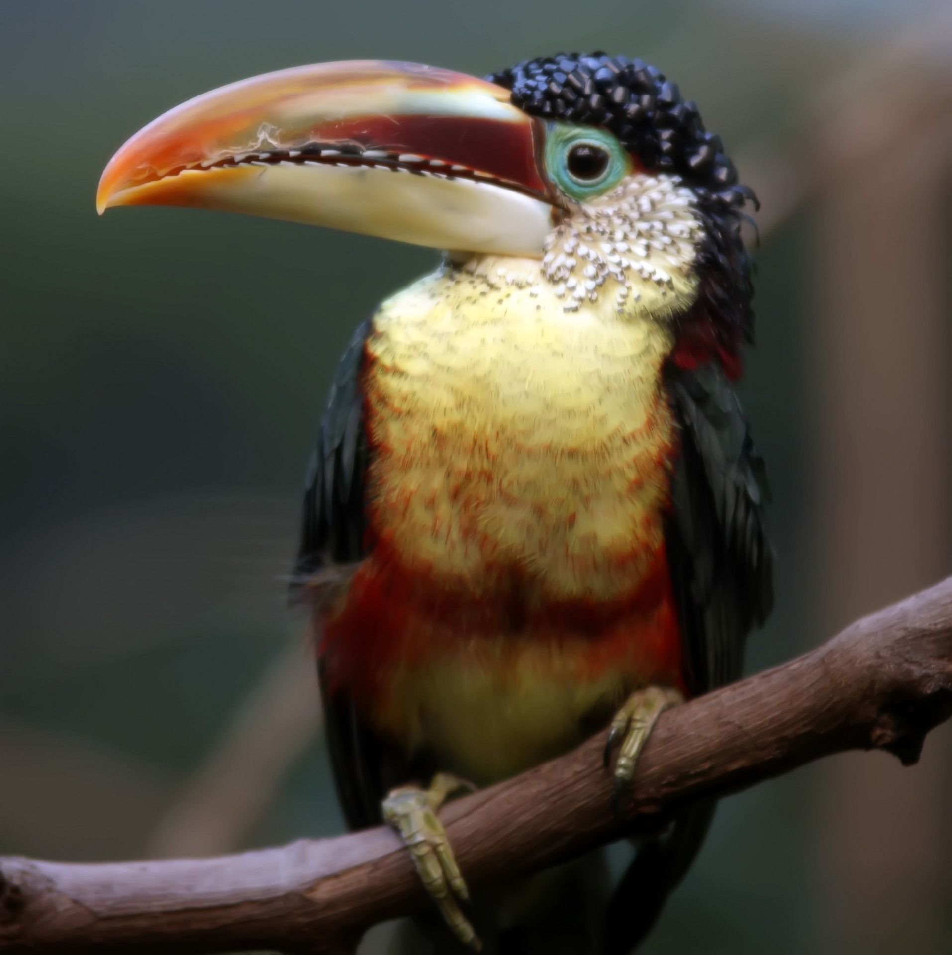 beak, focus on foreground, endangered, wildlife, animals in the wild, feathers, toco, yellow, 1080P, jungle, feather, vertebrate, tropical Climate, day, Phone HD Wallpaper