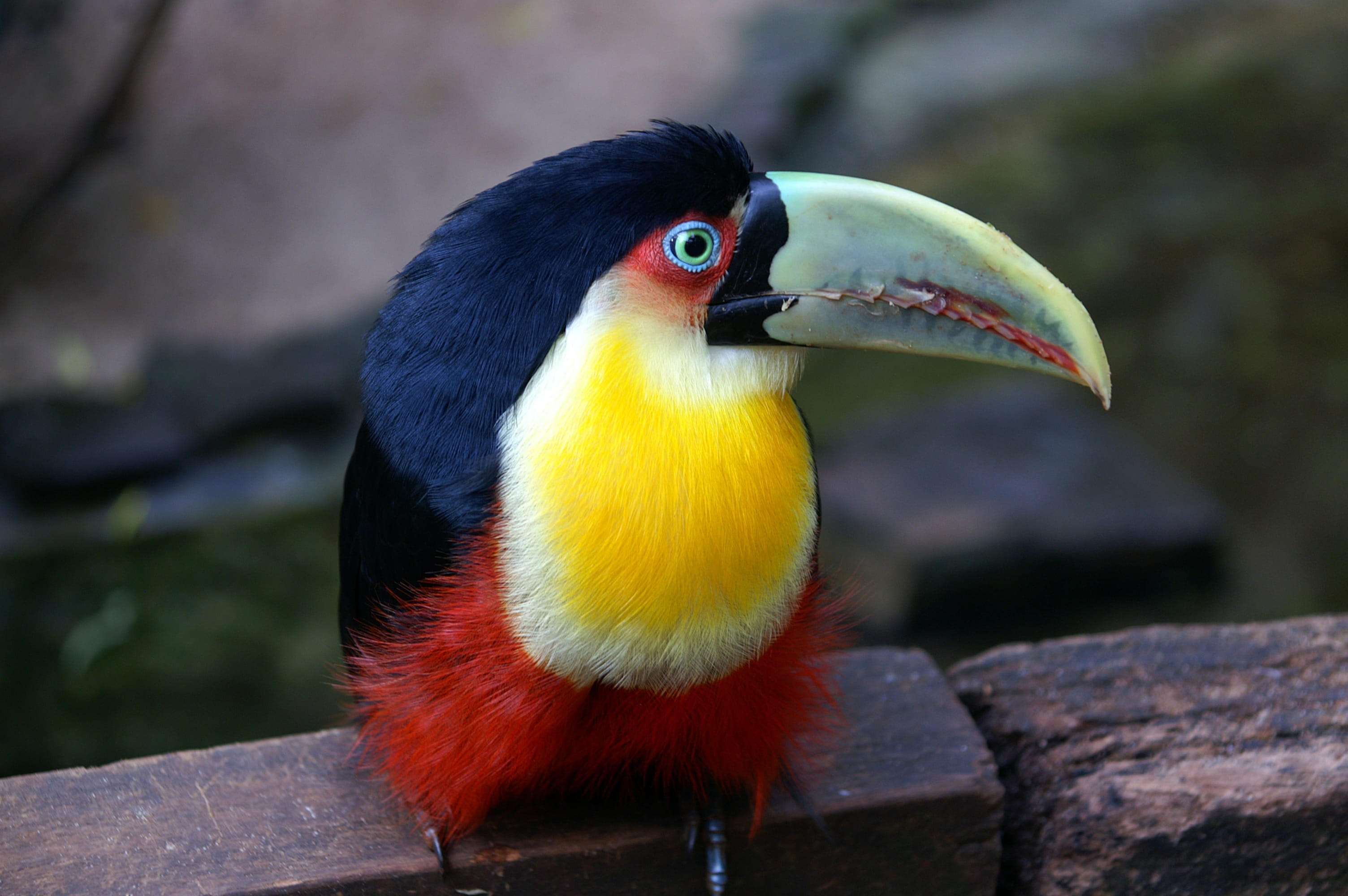 vertebrate, photo, multi colored, day, focus on foreground, beak, no people, animal, one animal, animal wildlife, animal body part, white, surface, red long, HD Wallpaper