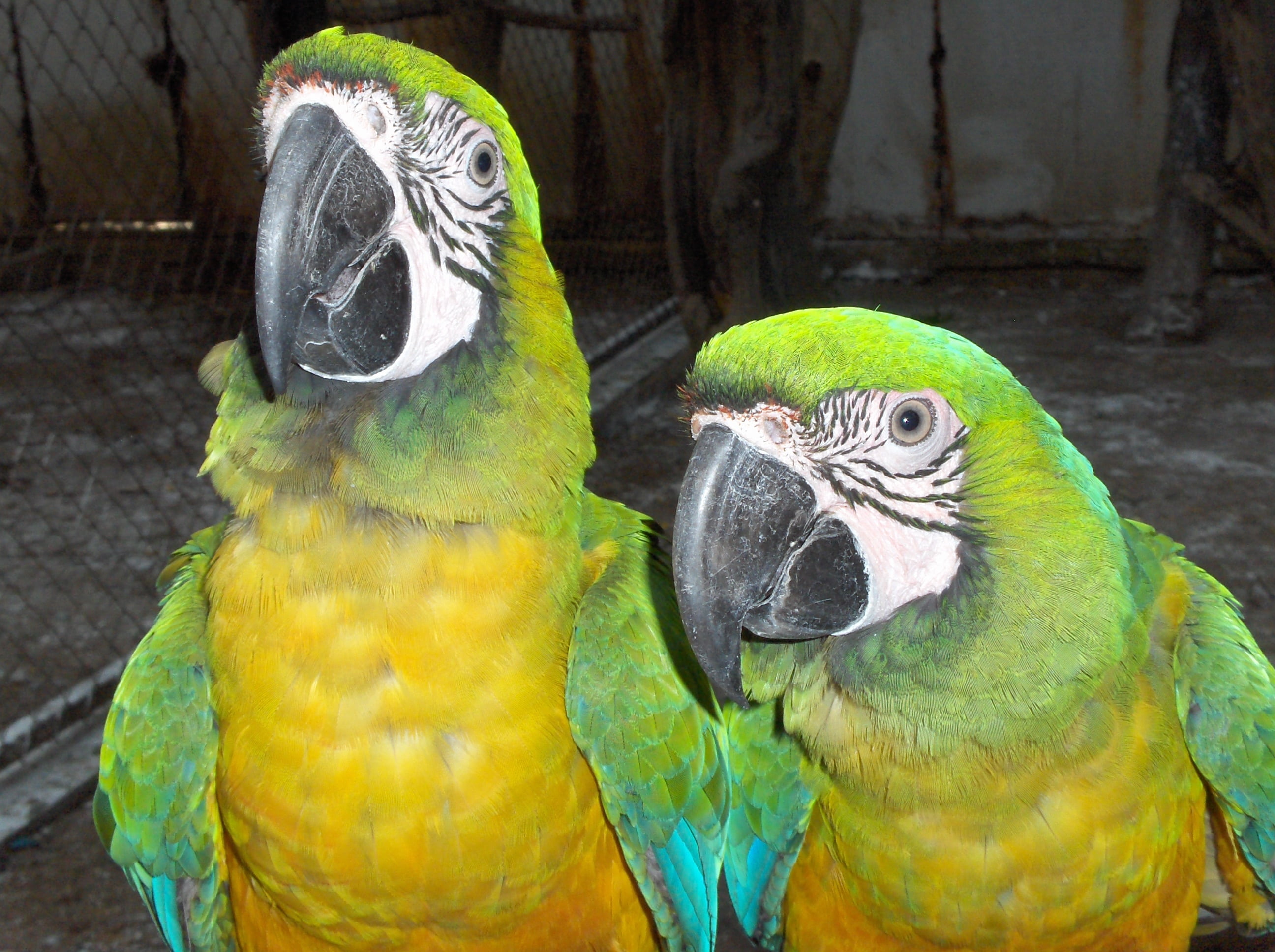 beak, 2K, nature, animal, black, bright, forest, fauna, outdoors, zoo, bird, blue, together, colorful, macaw, tropical Climate, wild, two animals, no people, HD Wallpaper