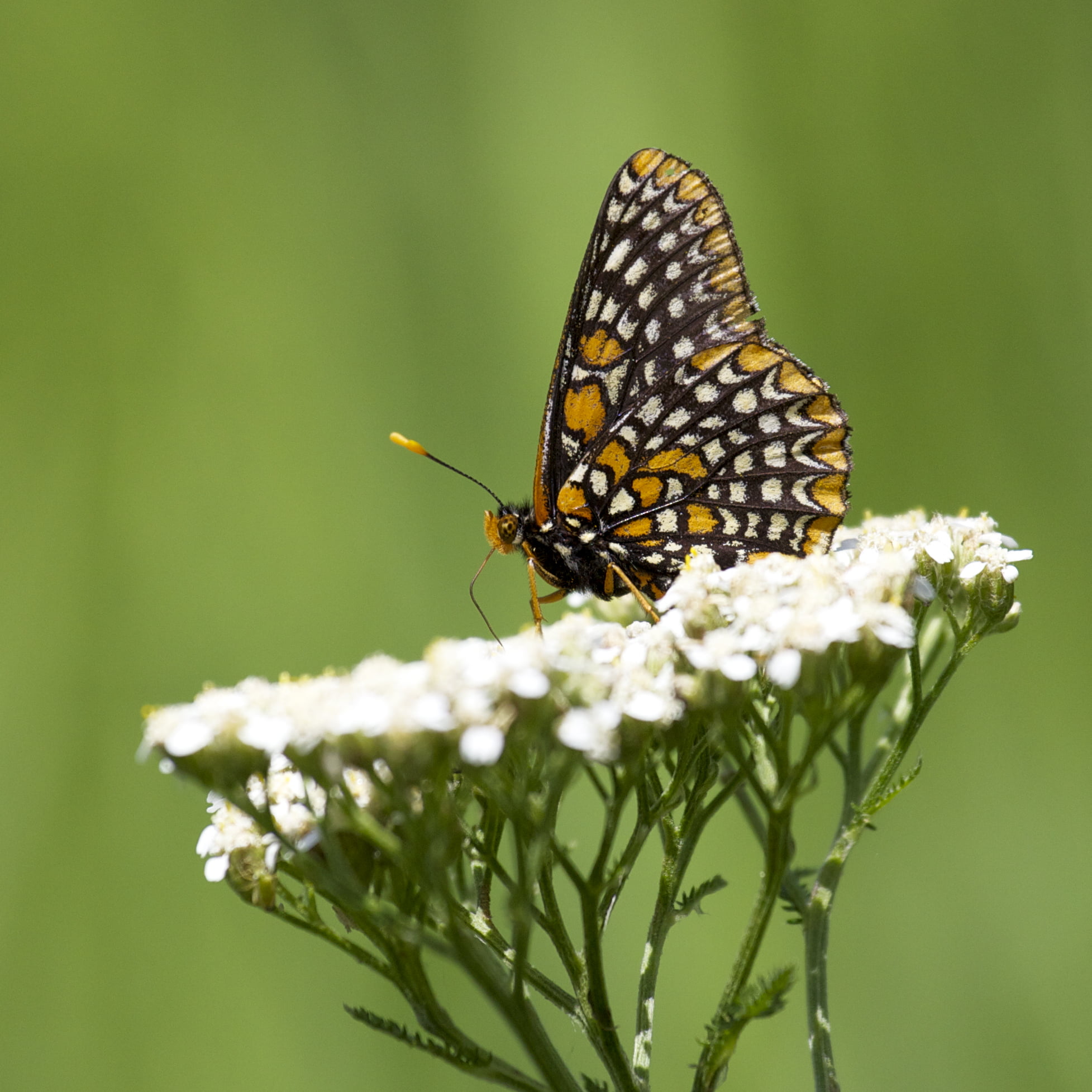 animal, petaled, butterfly - Insect, 1080P, lake, nature, brown, perched, black and brown, beauty In Nature, Butterfly, view, macro, close-up, preserve, Phone HD Wallpaper