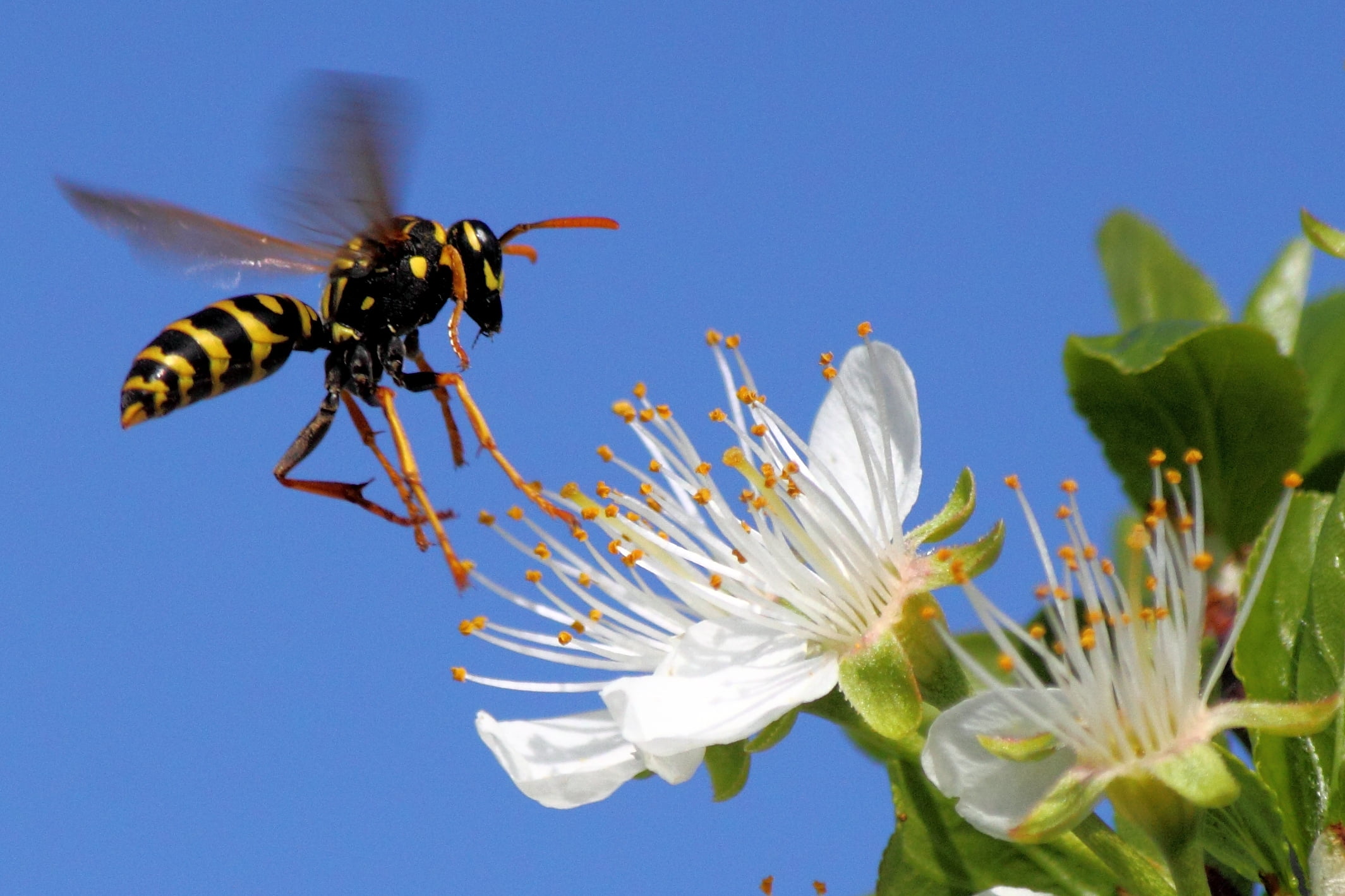 S 55, pollination, near, honey Bee, Vespa, diamond, jacket, insect, pollen, Paradise, summer, gold, Nature, bee, me  my, plant, petaled, yellow jacket, HD Wallpaper