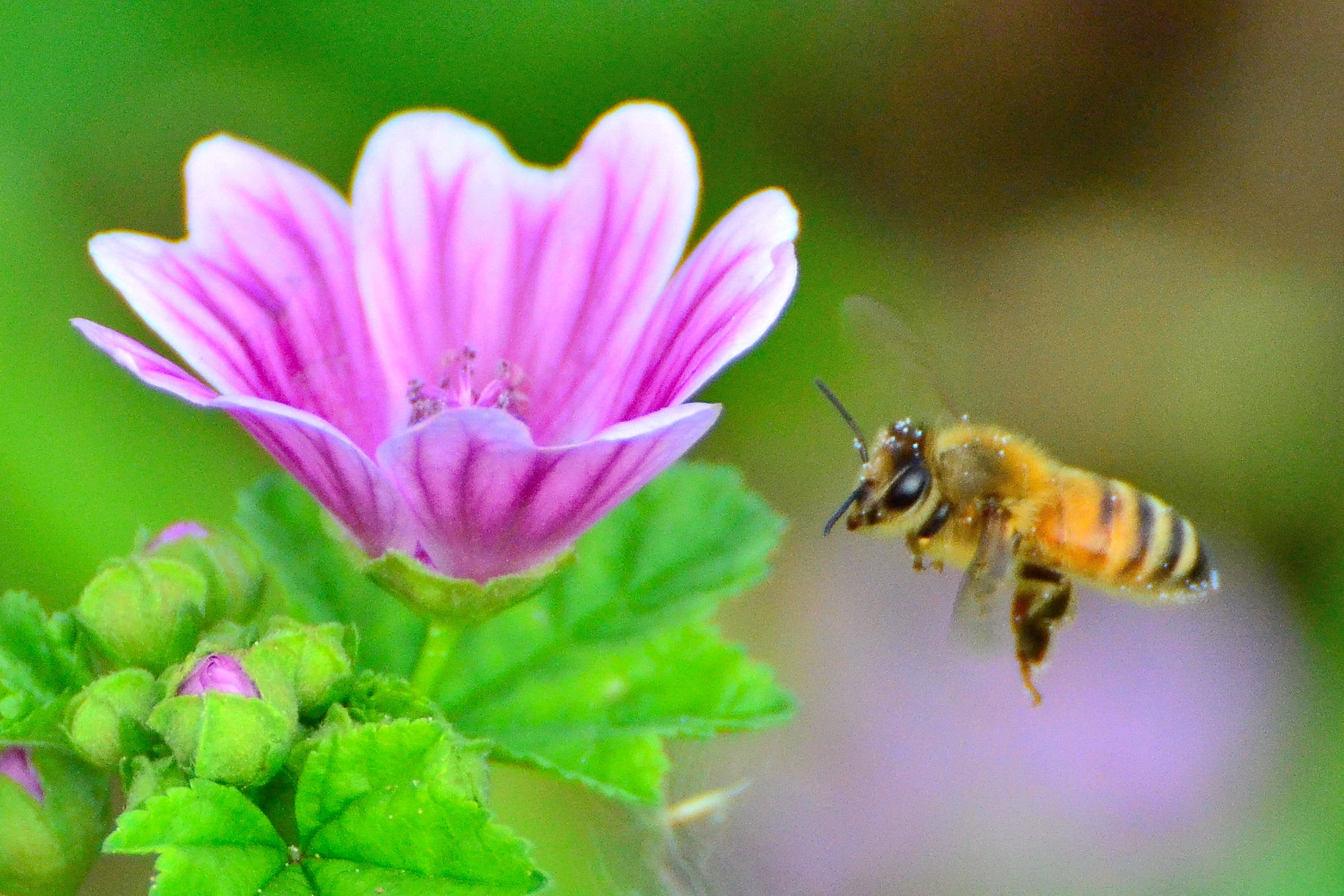 植物, pollen, close-up, focus, flying, Plant, Cho, High, macro, 1080P, Aoba-ku, pink, Nature, front, summer, daytime, Blue-Mallow, 自然, Common Mallow, honey Bee, HD Wallpaper