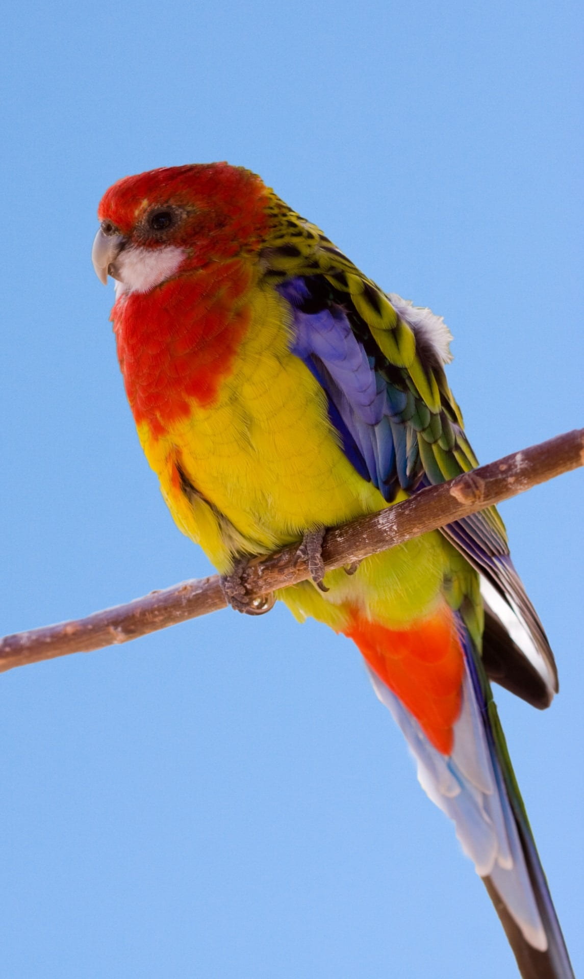 nature, background, parrot, low angle view, sky, vertebrate, blue, yellow, day, animal, one animal, animal themes, no people, 1080P, bird, animals in the wild, Phone HD Wallpaper