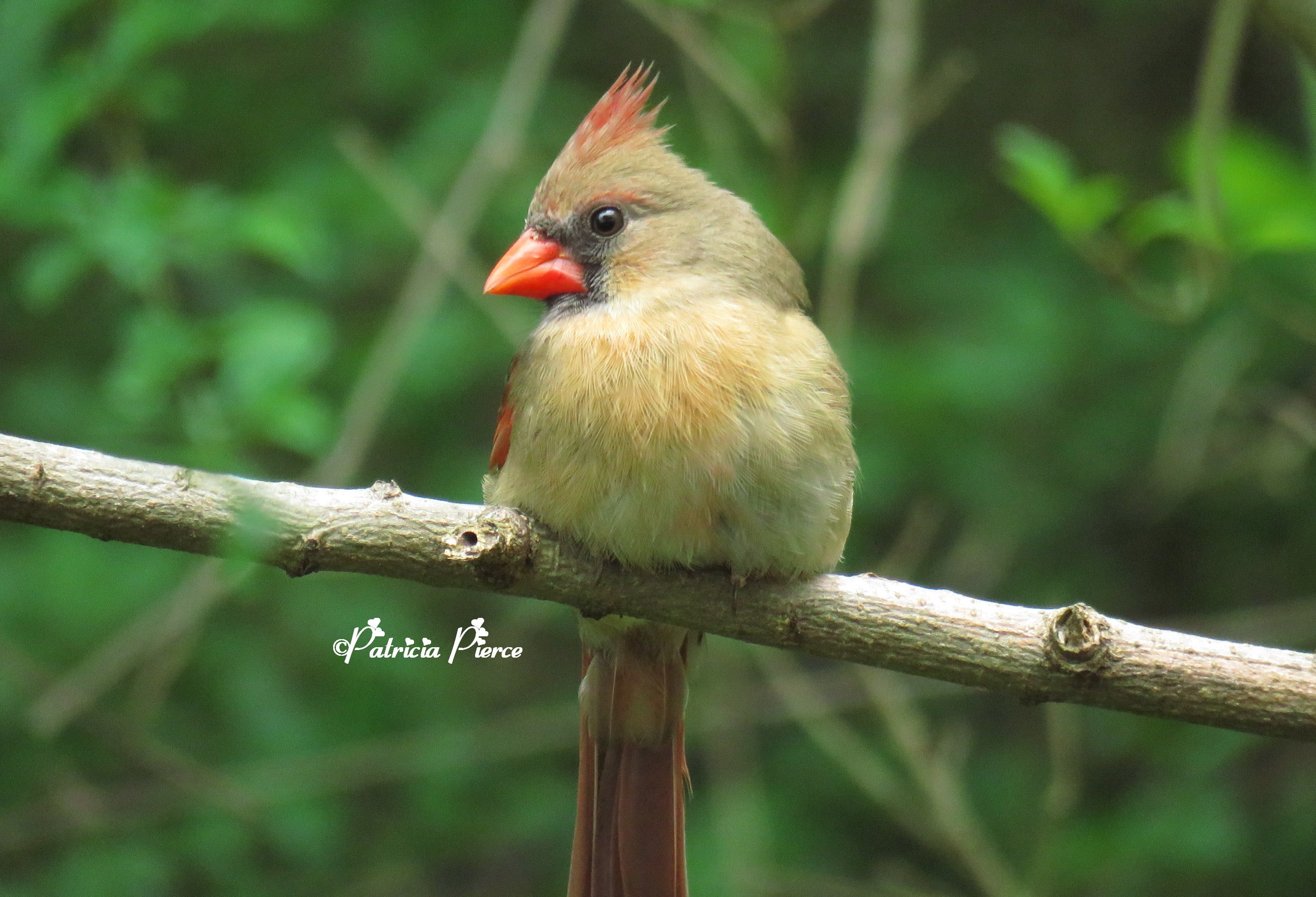 tree branch, female, nature, gray, animal, closeup, red short, branch, Alabama, photography, wildlife, beak, cardinal, 2K, closeup photography, outdoors, HD Wallpaper