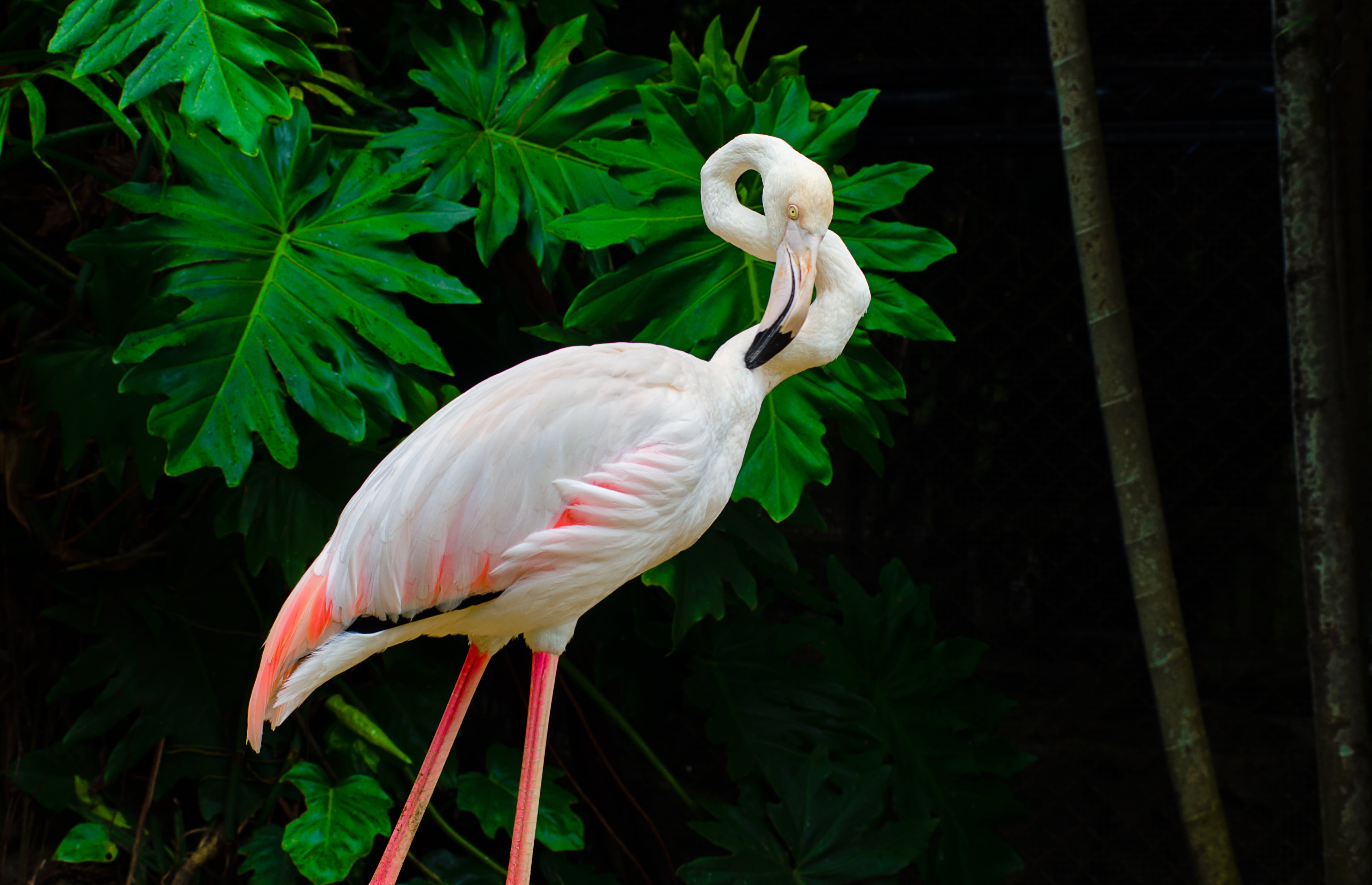 Pulau Pinang, f2.8, bird, brid, beak, portrait, George Town, nikon d7000, Perai, Phoenicopteridae, zoo, Butterworth, Nature, 自然, 北海, Malaysia, 鸟, penang island, HD Wallpaper