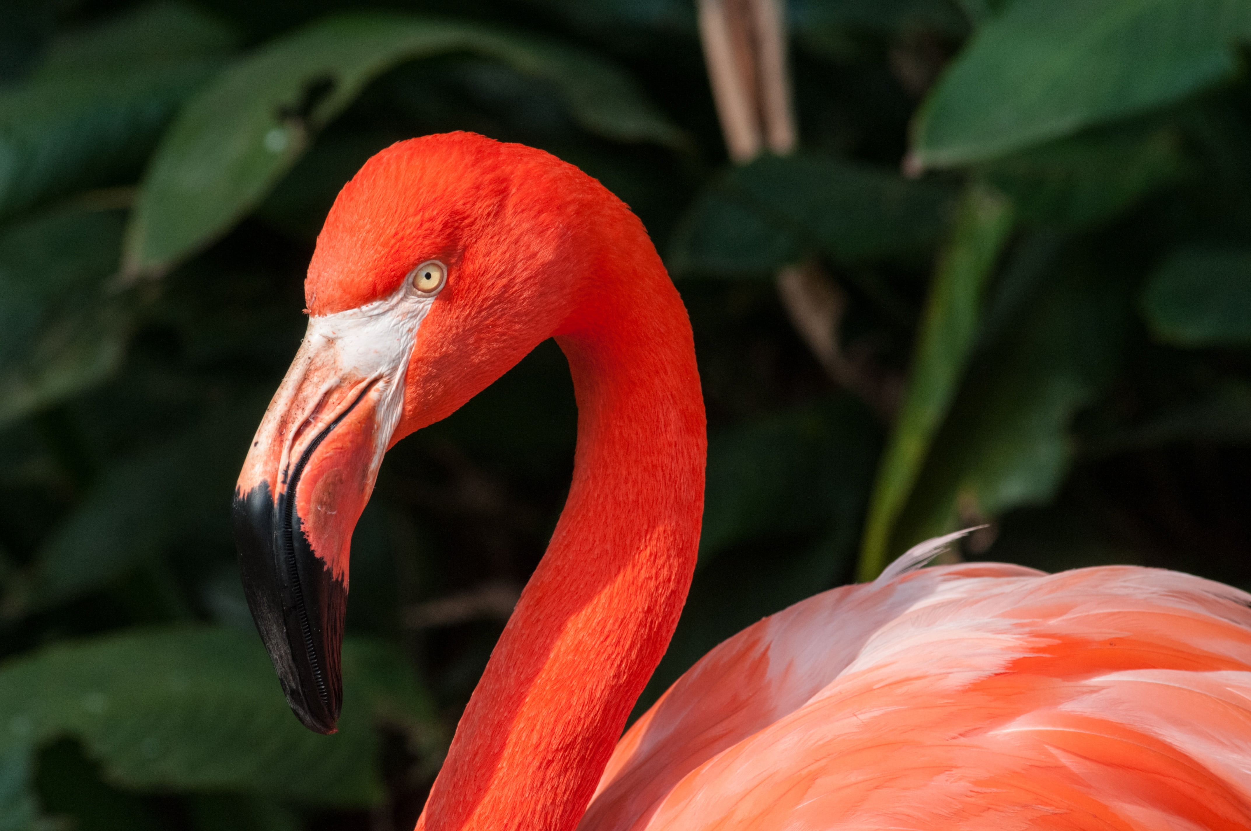 nature, animal, selective, water, beauty in nature, zoo, exotic, tropical bird, beak, bird, orange color, photography, wildlife, africa, profile view, animal head, HD Wallpaper
