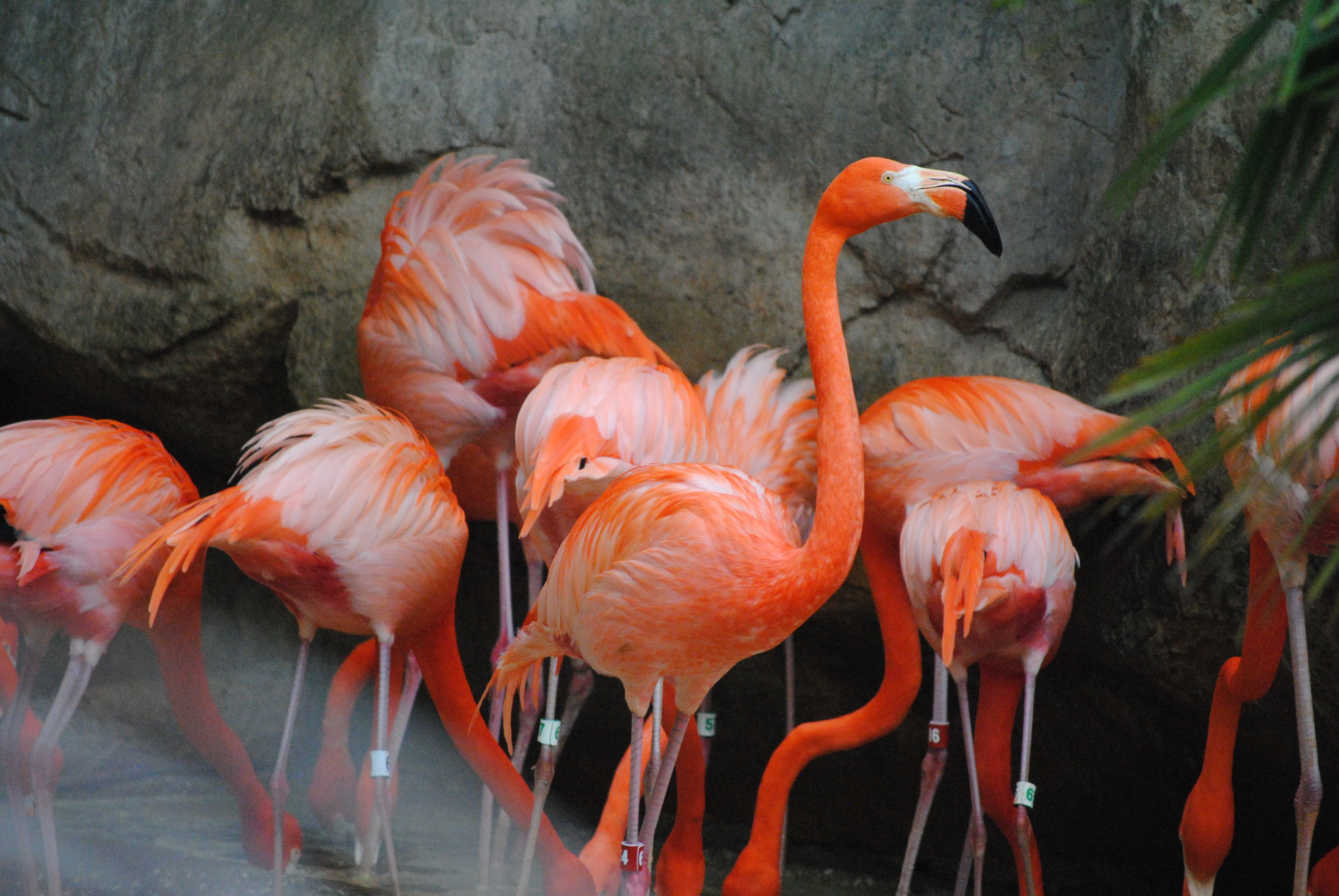 no people, animal themes, red, bird, neck, beauty in nature, animal, beak, fauna, focus, caribbean, day, animal neck, togetherness, pink, flamingos, tropic, HD Wallpaper