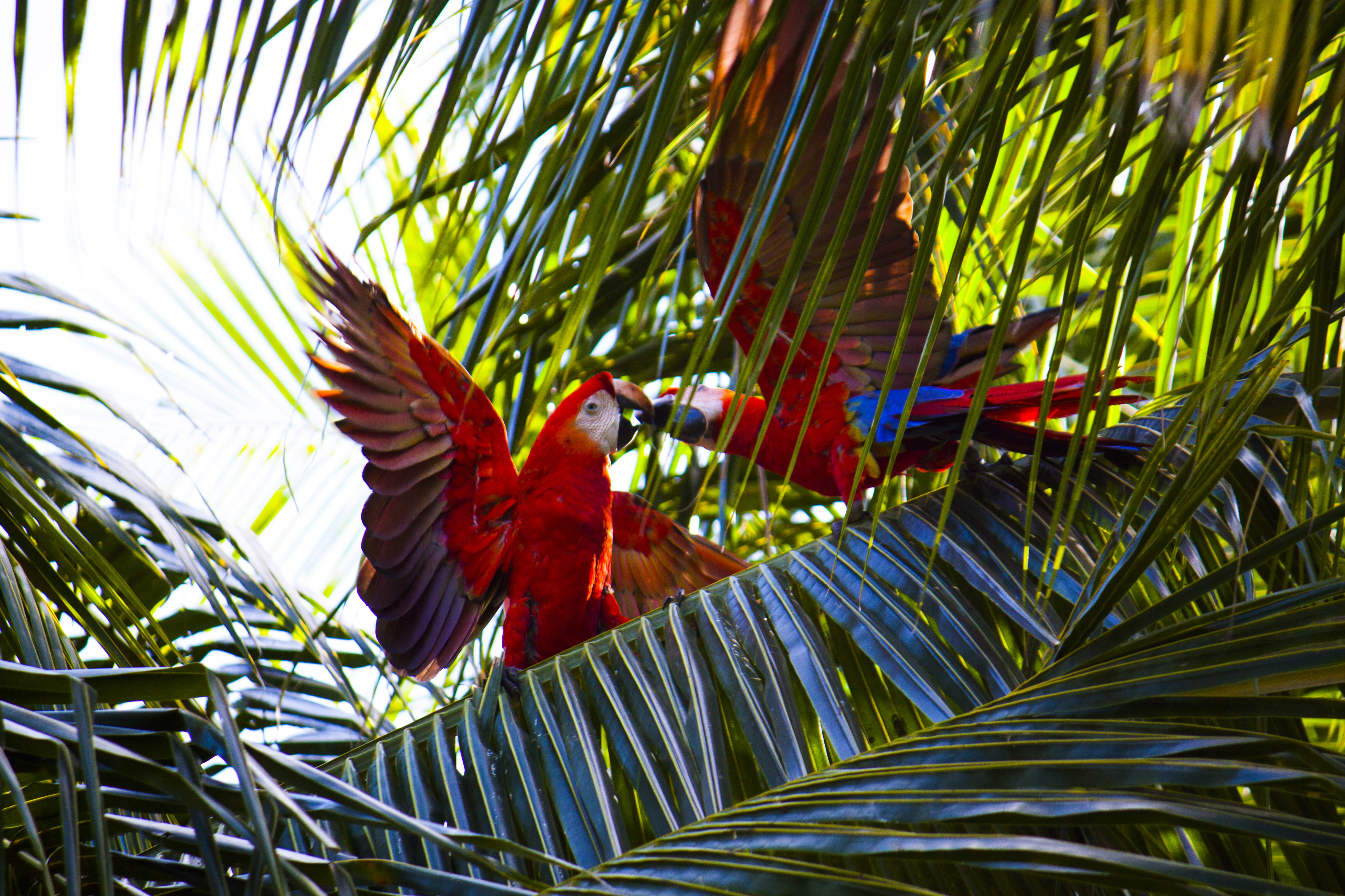 leafed, macaw, tropical Rainforest, two, 4K, one animal, coconut tree, animals in the wild, tropical Climate, bird, jungle, day, nature, perching, palm, HD Wallpaper