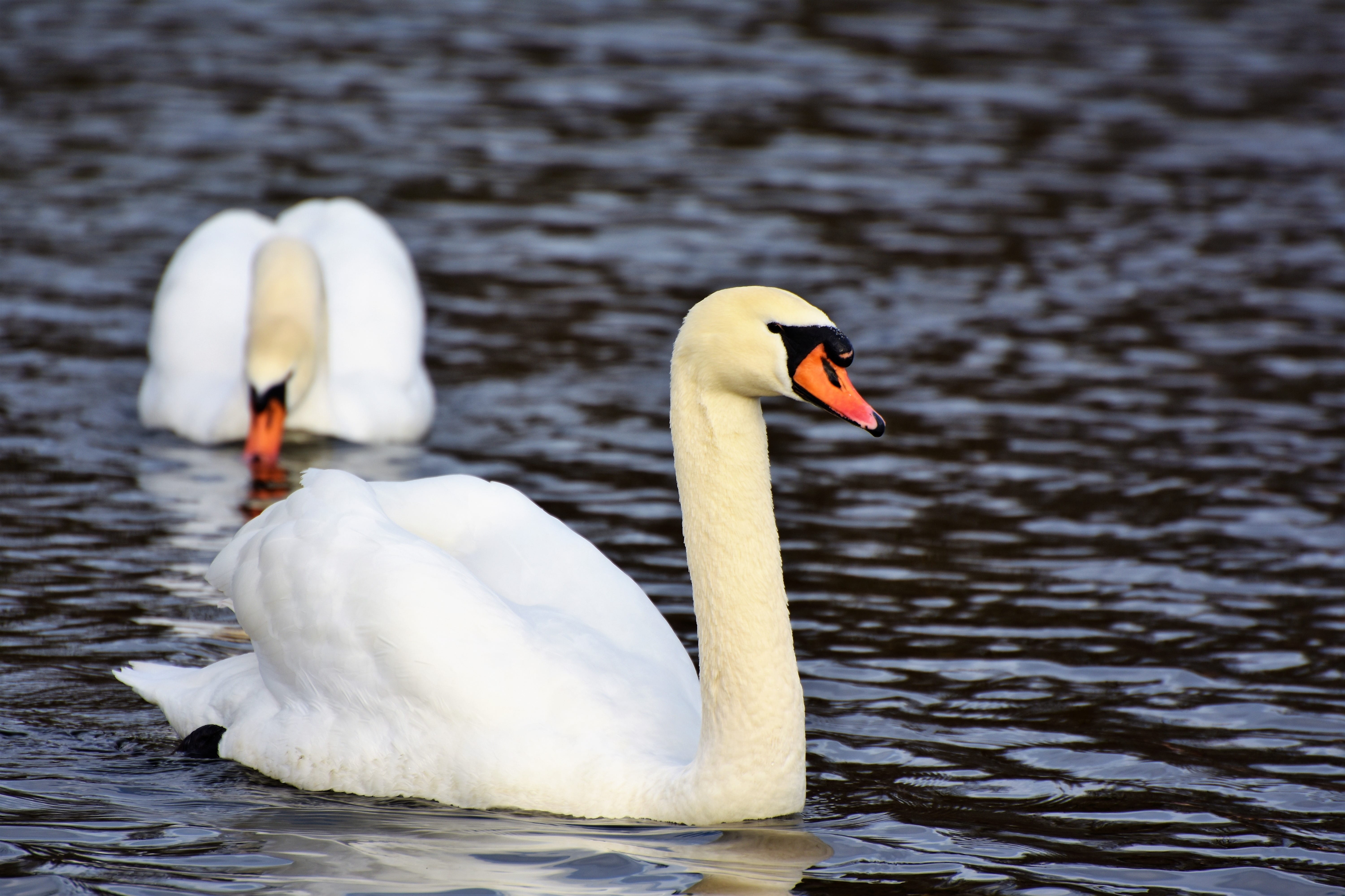 pride, cygnet, no people, pond, waterfront, animal family, swimming, mute swan, schwimmvogel, bird, water, animals in the wild, white color, wildlife photography, HD Wallpaper