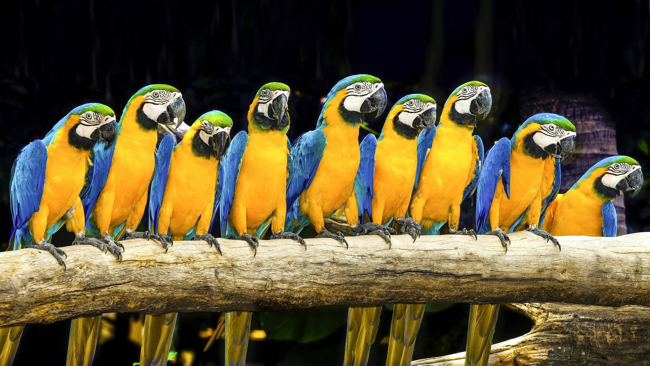 outdoors, no people, macaw, group of animals, animal themes, multi colored, gold and blue macaw, wood - material, animal body part, vertebrate, side by side, HD Wallpaper