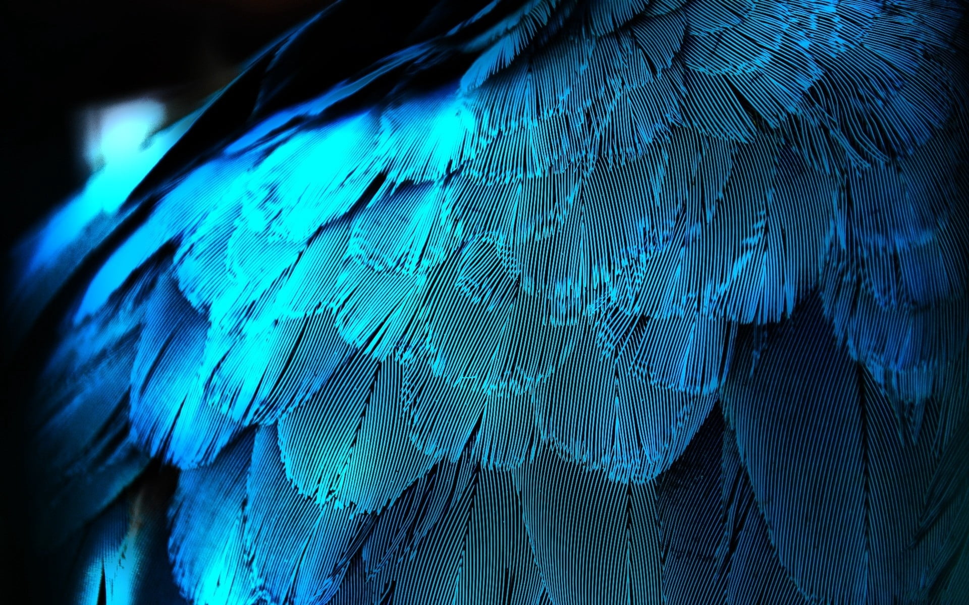 animal themes, vertebrate, macaw, pets, animal body part, beauty In Nature, bird, multi Colored, beige, animals In The Wild, blue, nature, texture, gold and blue macaw, HD Wallpaper